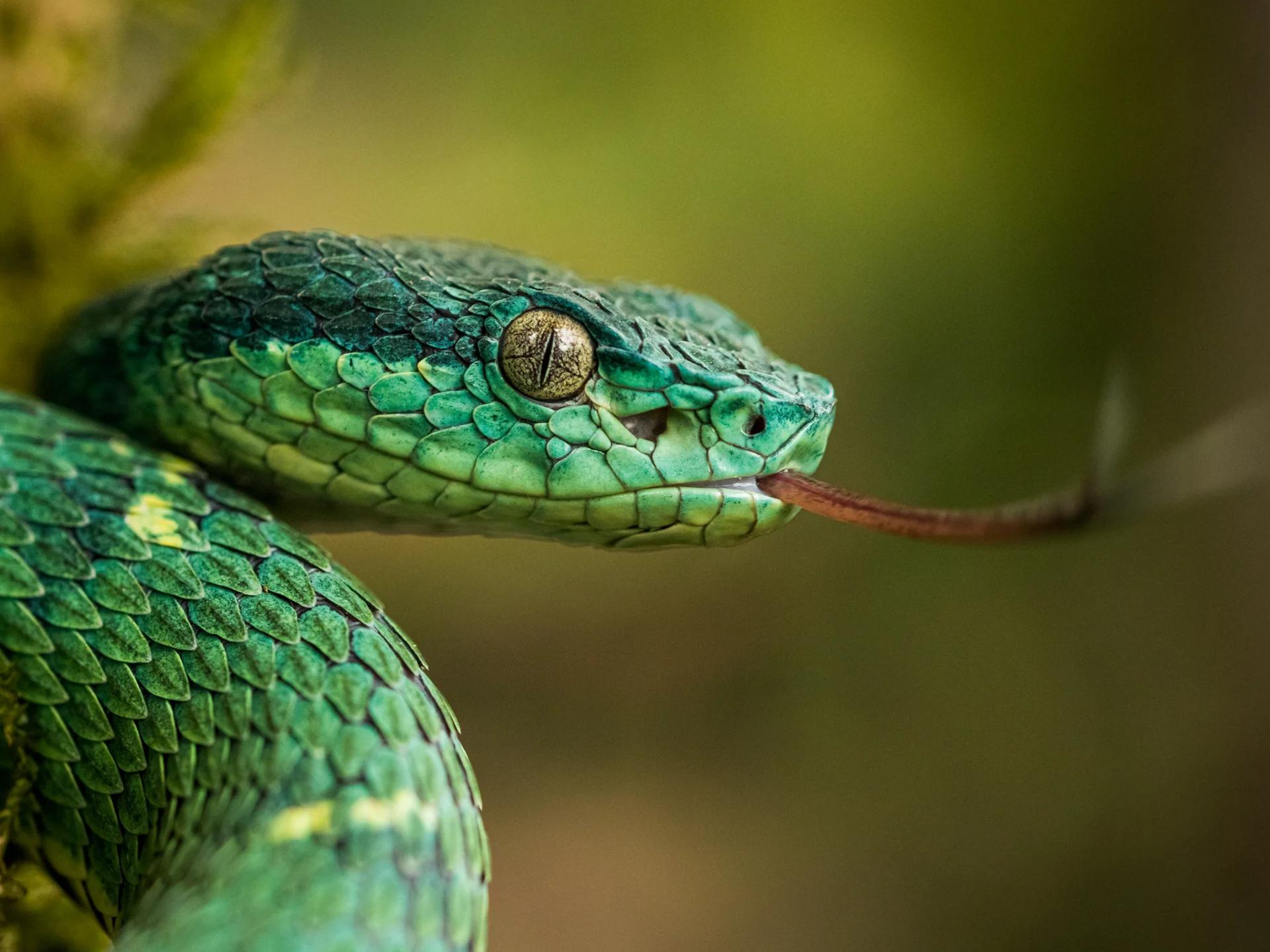 Close-up of a Side Striped Palm Pit Viper's (Bothriechis lateralis) head, characterized by its emerald green color