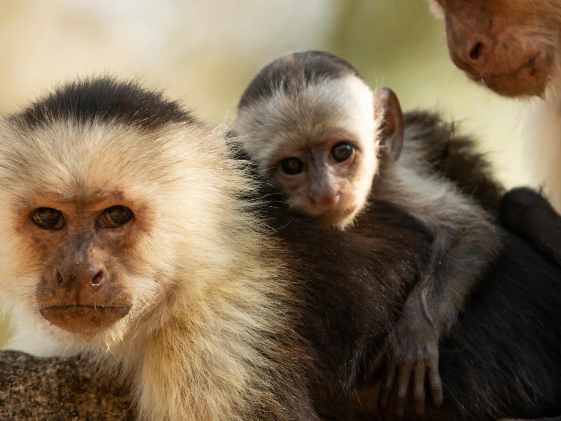 Singe capucin à tête blanche et son petit observant le photographe