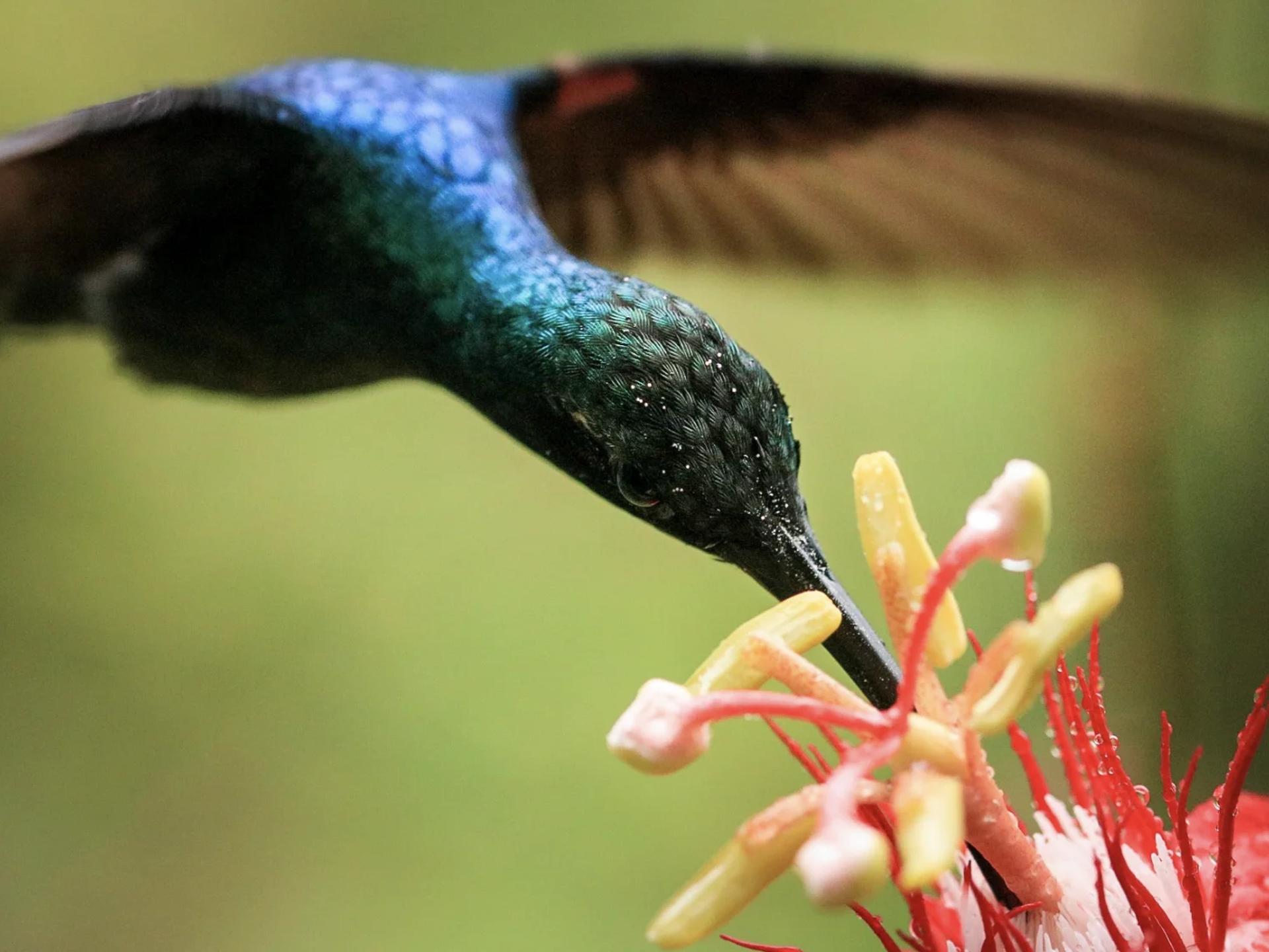 Gros plan sur la tête d'un colibri de Talamanca butinant une fleur sans cesser de voler