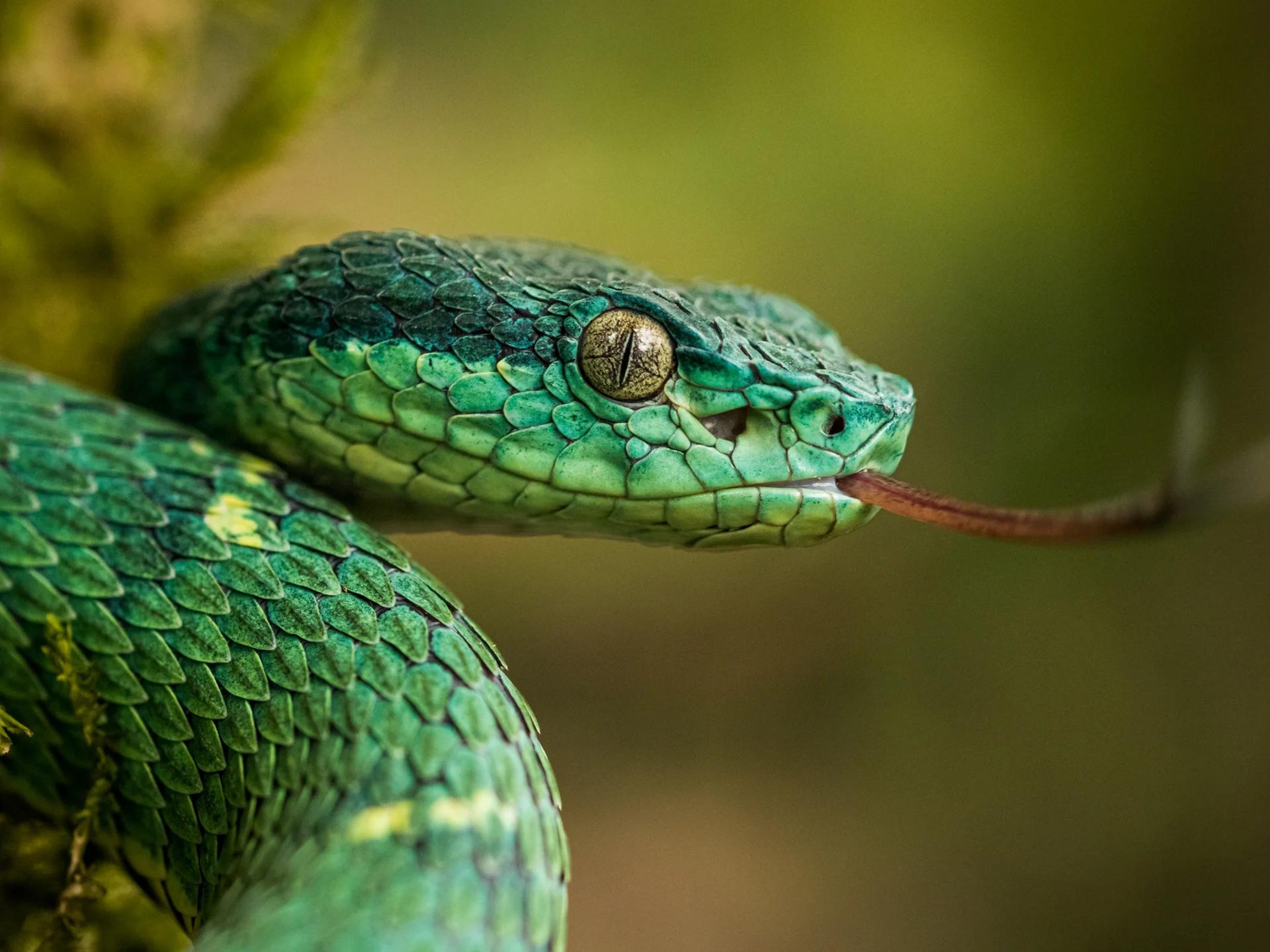 Gros plan sur la tête d'une vipère des palmiers (Bothriechis lateralis) caractérisée par sa couleur vert émeraude