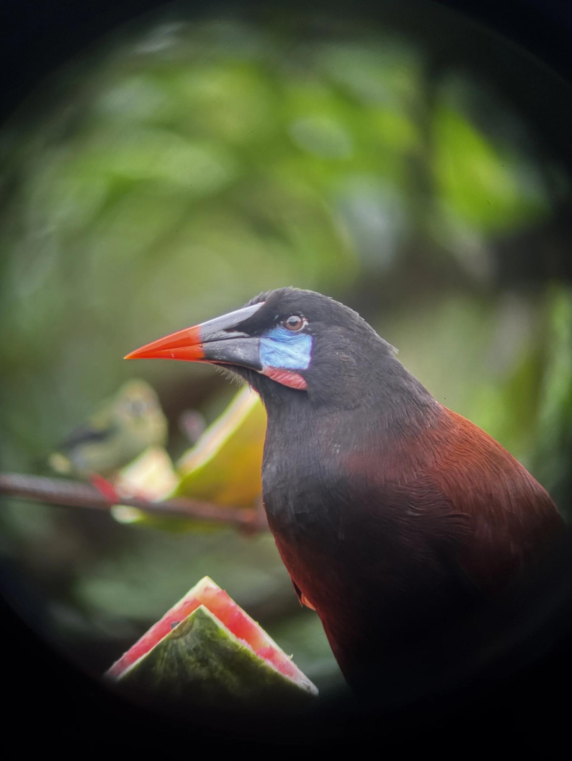 Cassique de Montezuma observé au téléscope