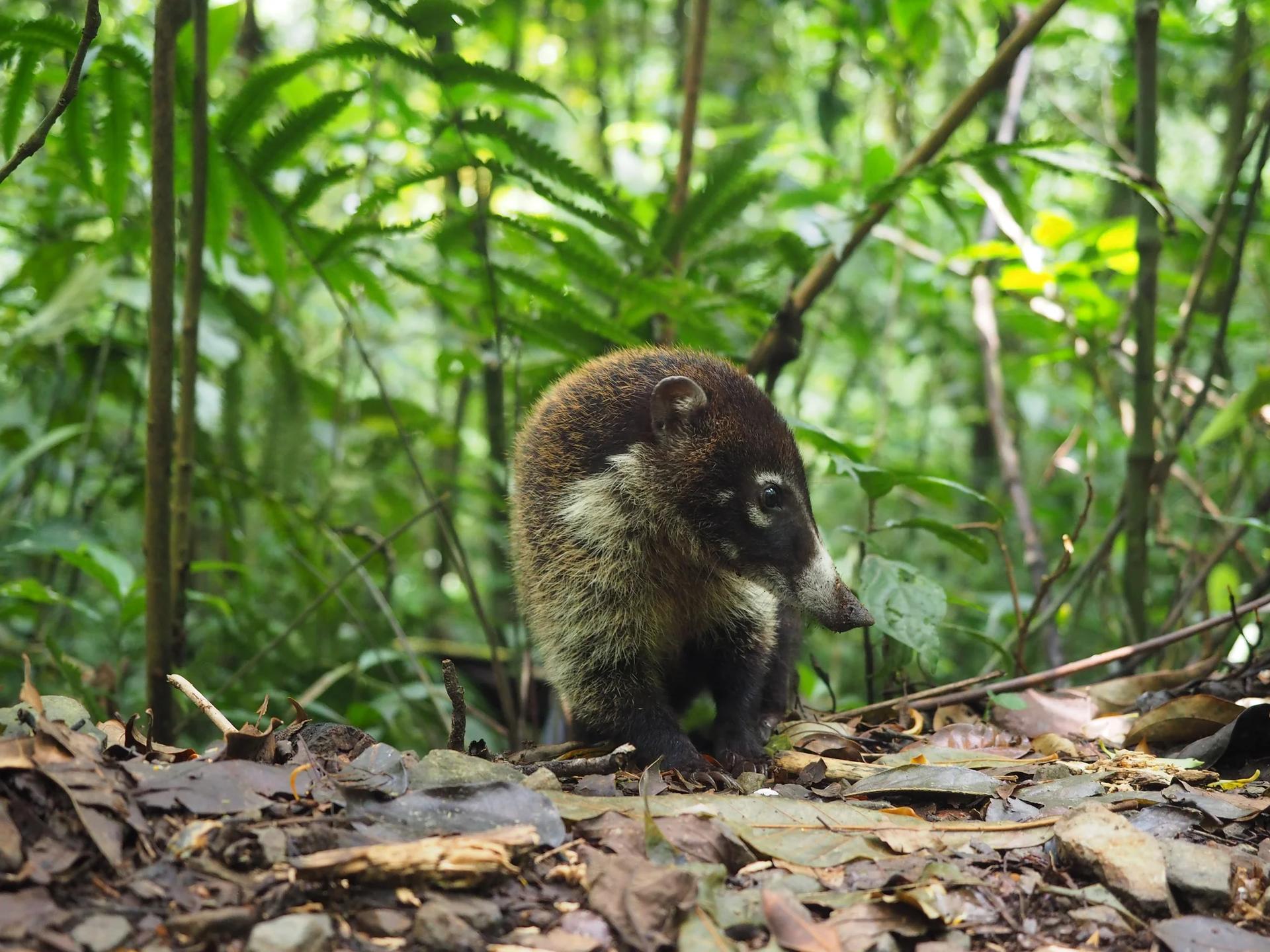 Coati à nez blanc