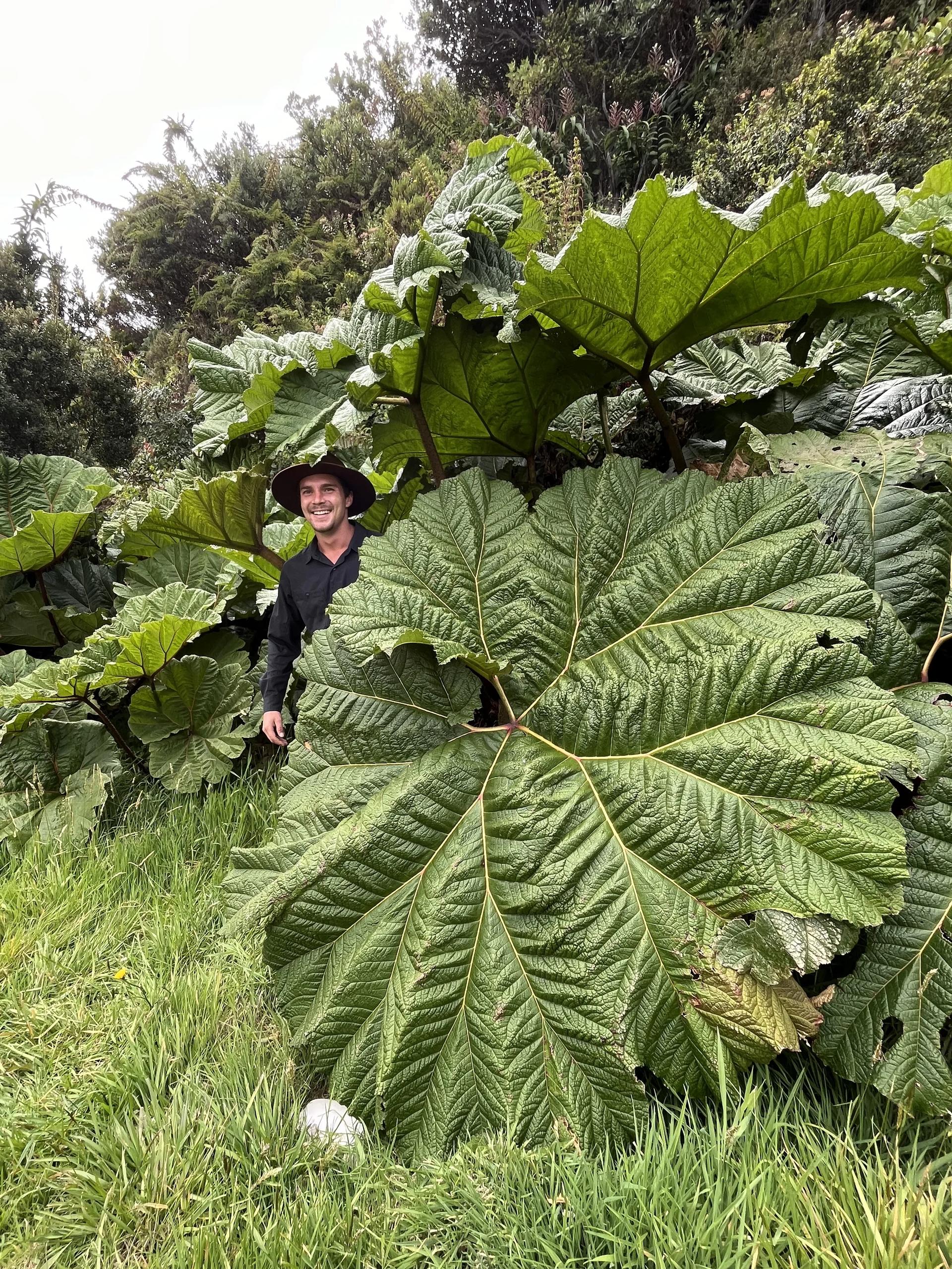 Lucas Boyat caché derrière la feuille géante tropicale aussi surnommé le parasol du pauvre (Gunnera insignis)