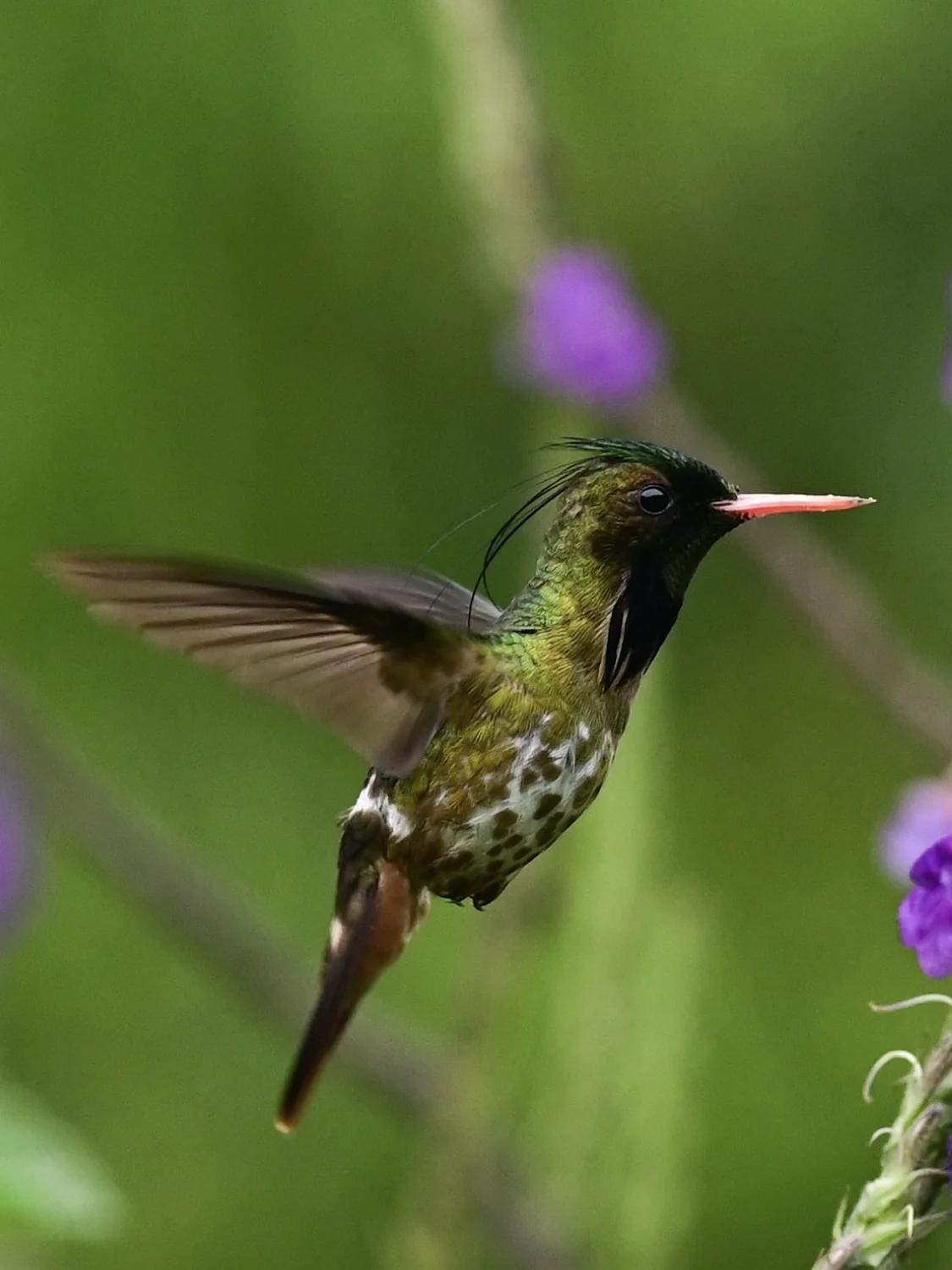 Colibri vert en plein vol