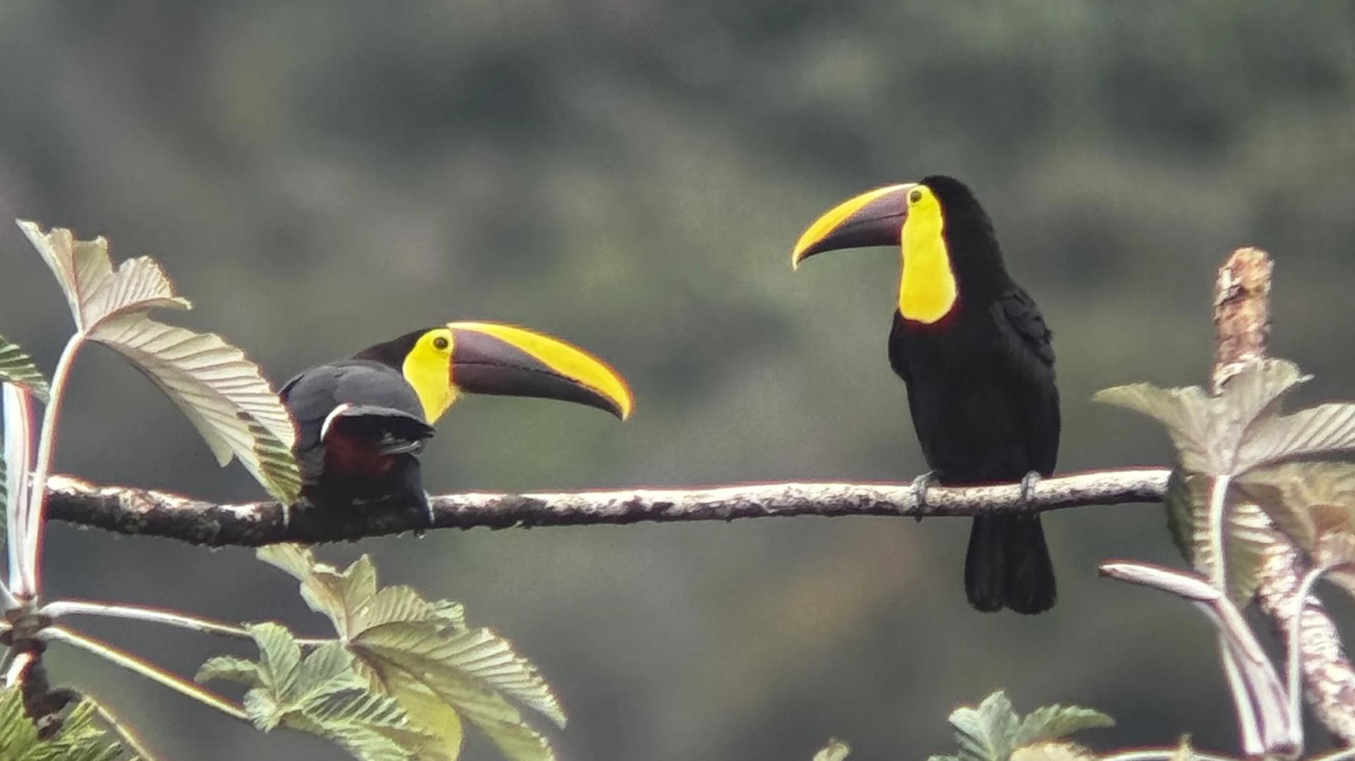 deux toucans perchés sur une branche