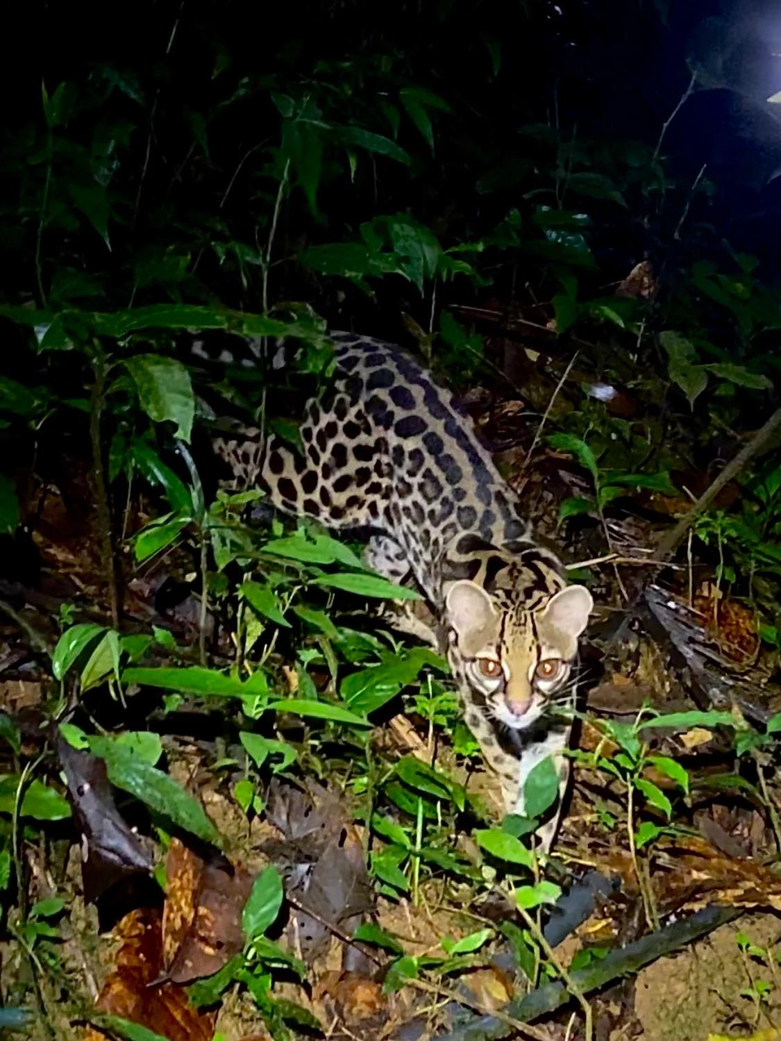 Félin du Costa Rica surpris par le guide naturaliste et photographe Lucas Boyat