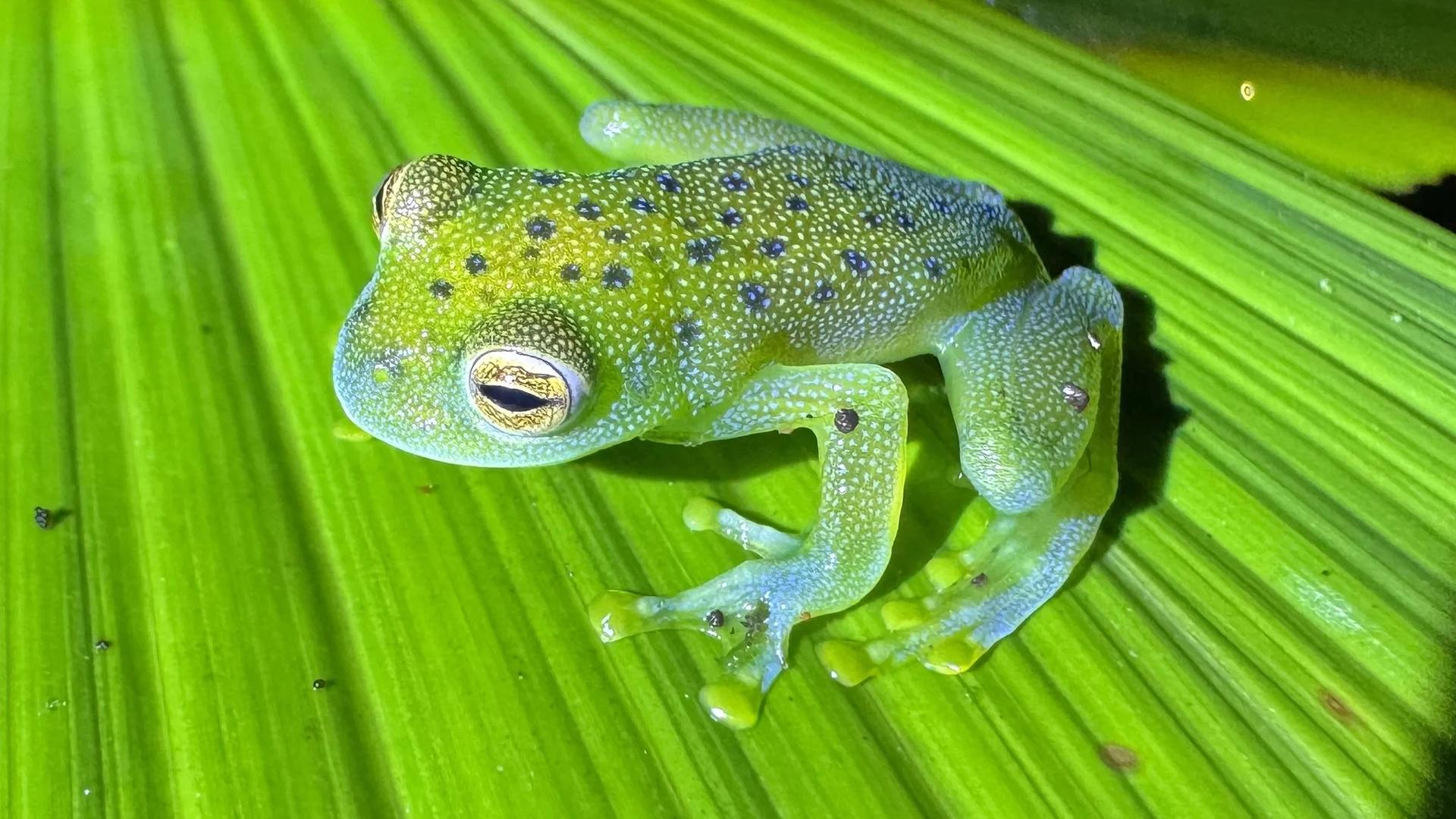 Grenouille de verre (Sachatamia ilex) aux vives couleurs sur une feuille
