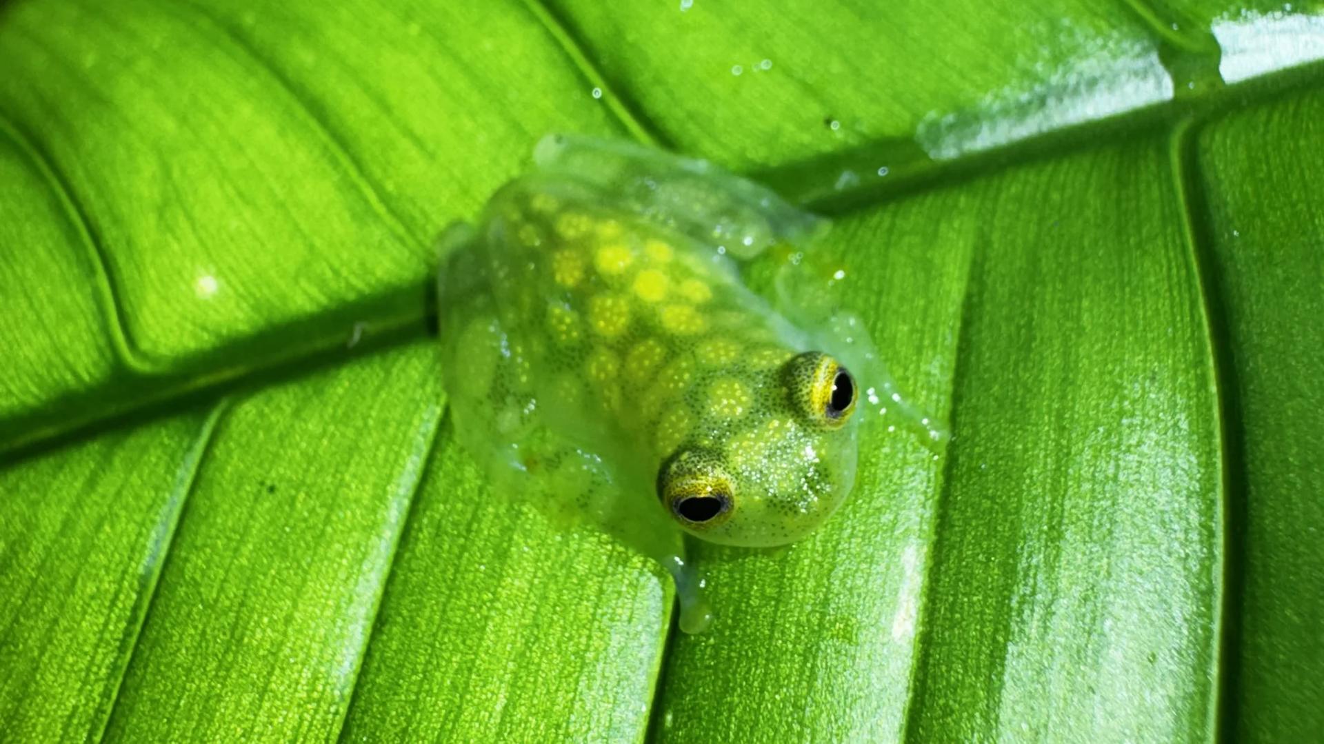Grenouille de verre (Sachatamia ilex) sur une feuille
