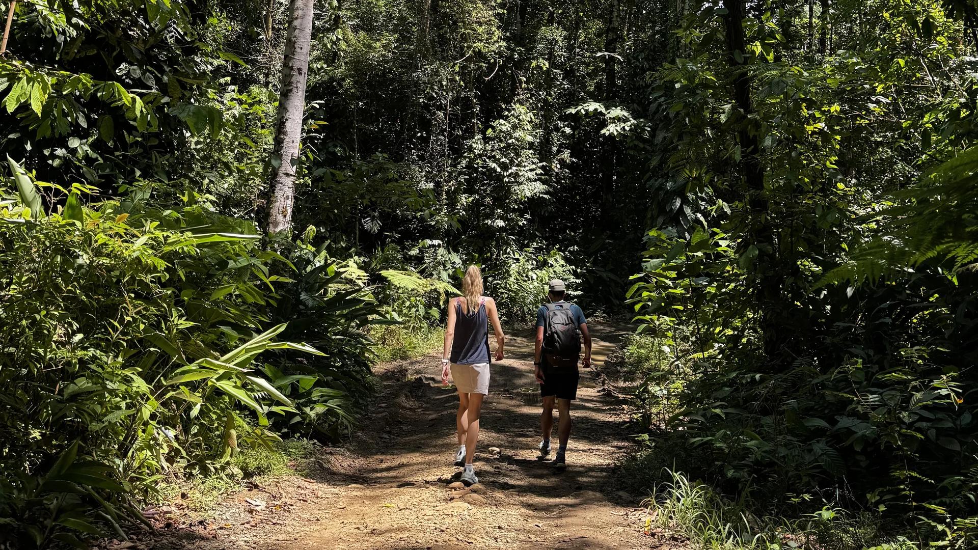Un couple vue de dos marchant dans la foret tropicale