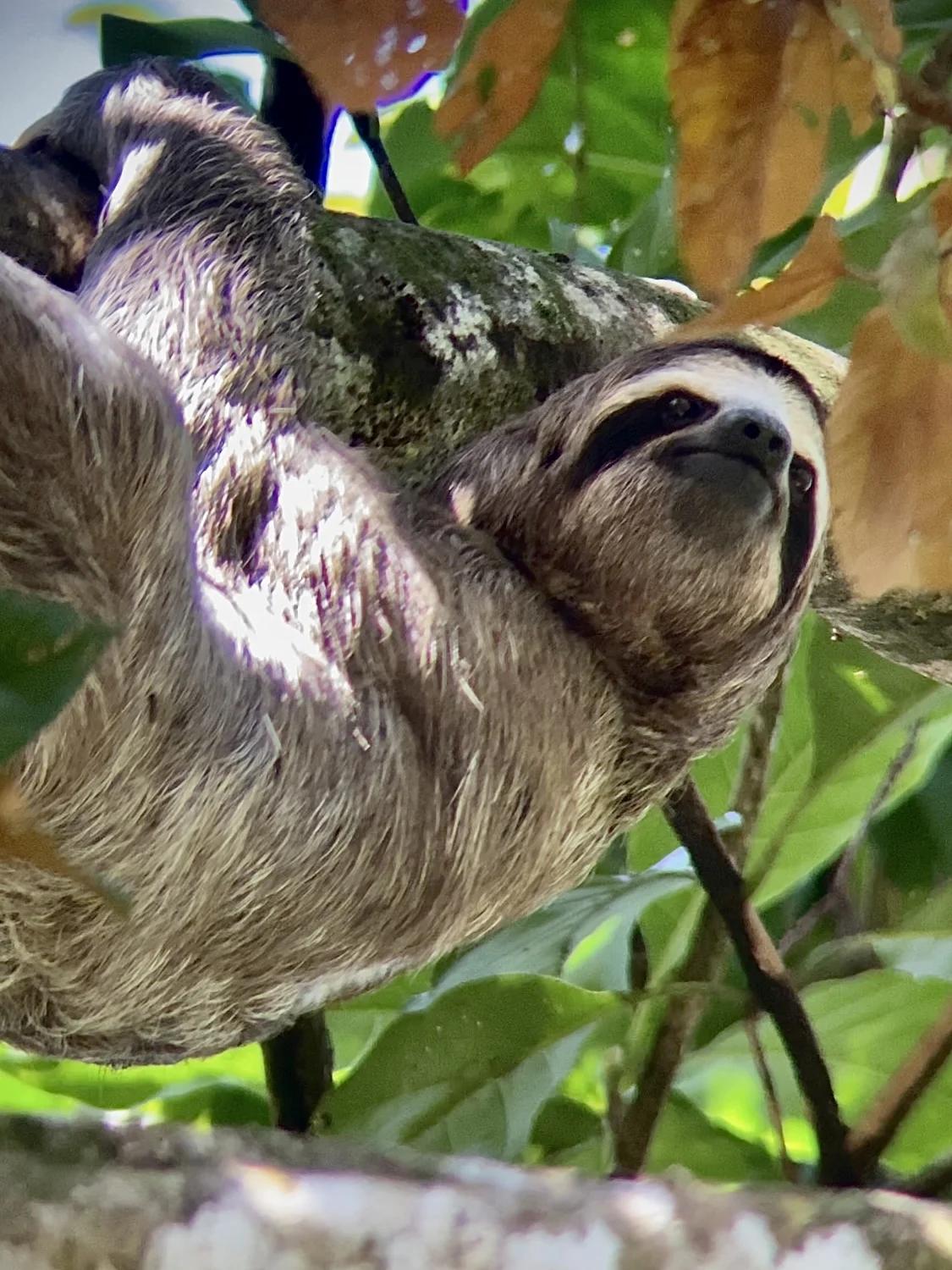 paresseux au télescope dans les arbres