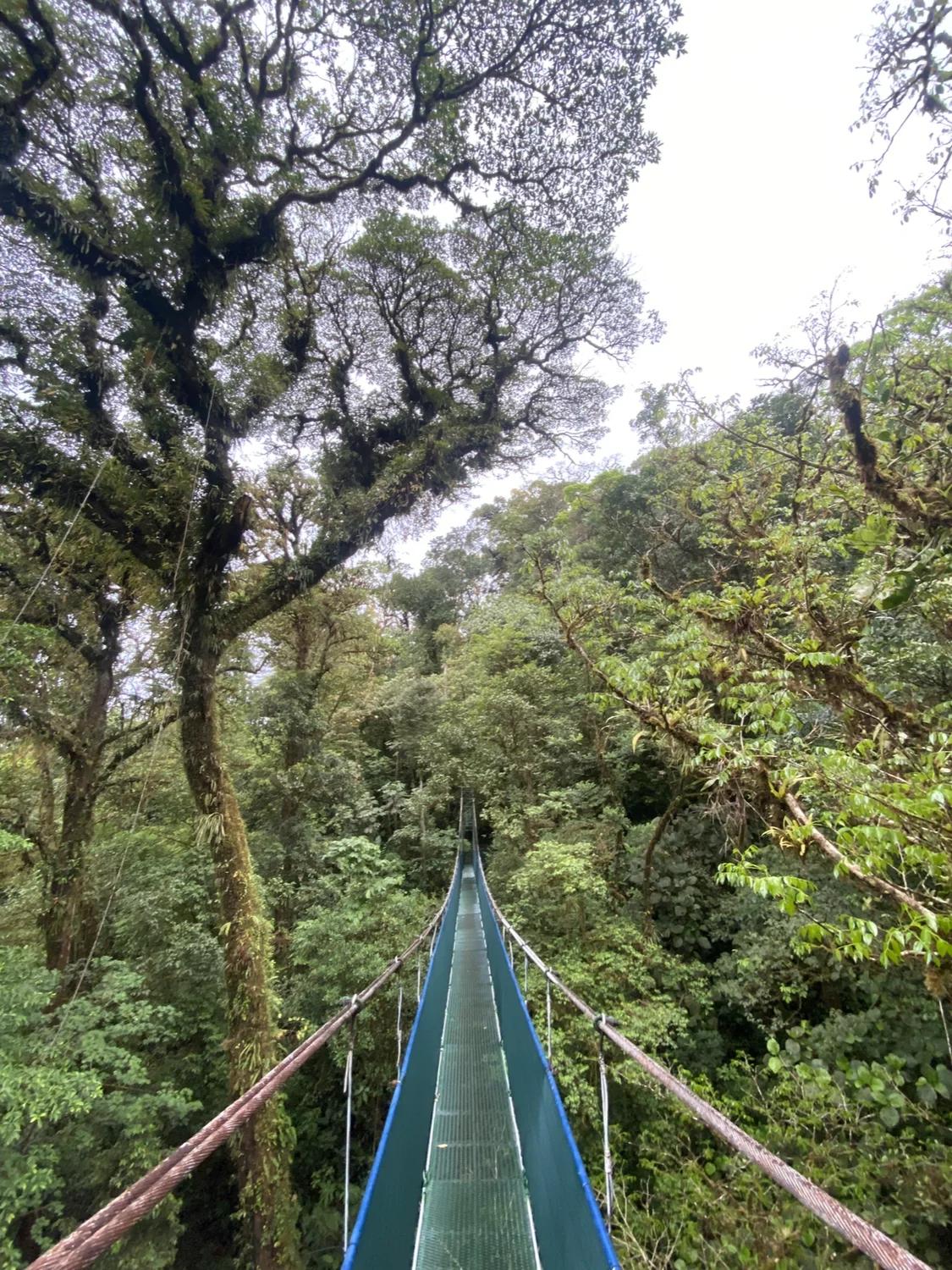 Pont suspendu dans la canopée