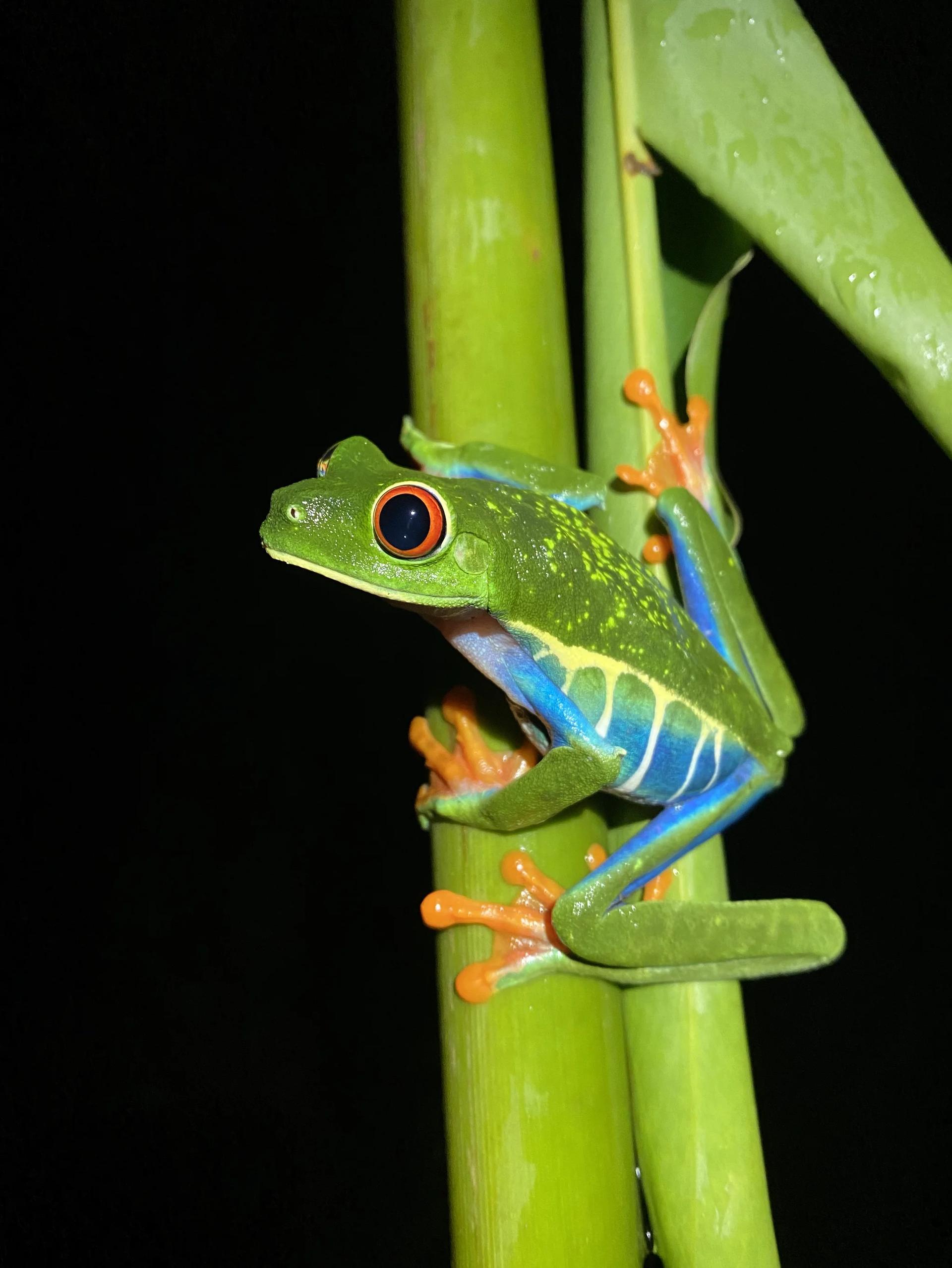 Grenouille rainette aux yeux rouges ou Agalychnis callidryas, l'une des espèces emblématiques du Costa Rica