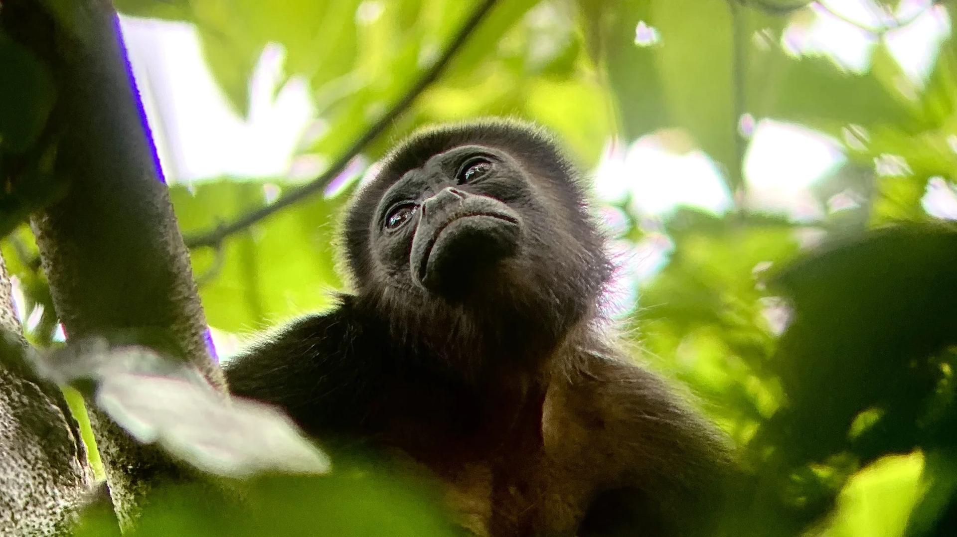 Singe hurleur au télescope