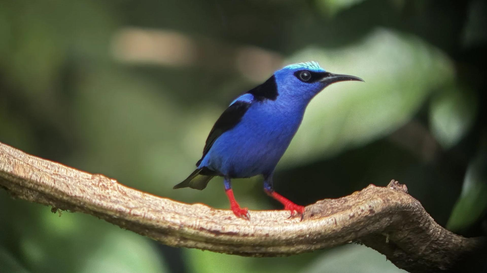 sucrier a pattes rouges perché sur une branche
