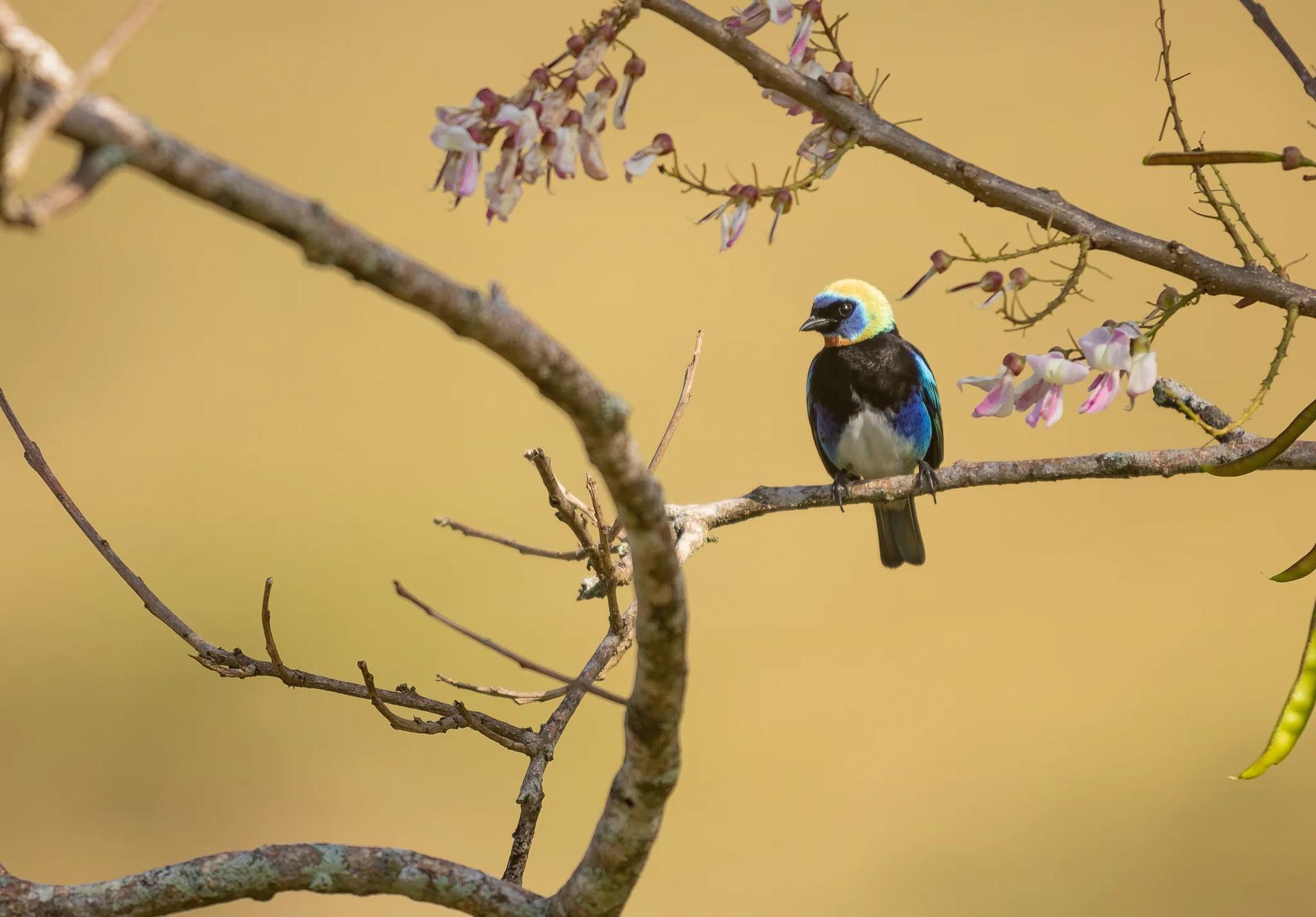 Tangara à capuchon d'or, oiseau bleu tropical perché sur une branche
