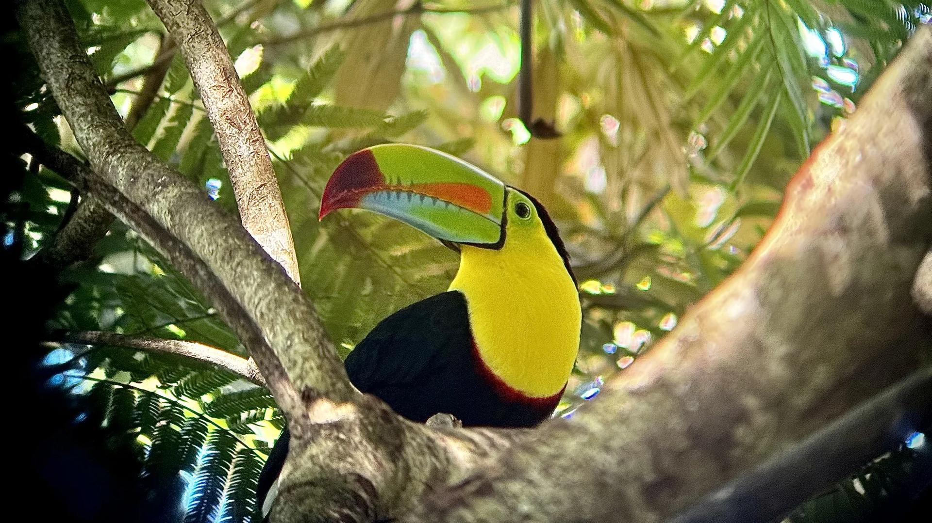 Toucan dans un arbre observé depuis un téléscope