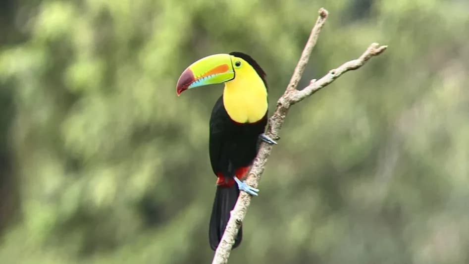 Toucan au télescope perché sur une branche