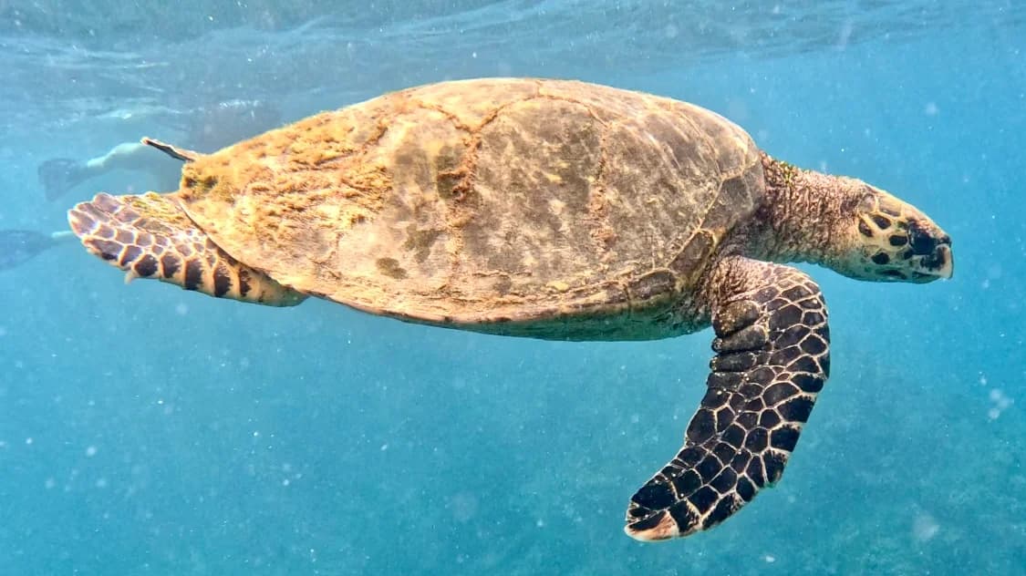 Tortue marine dans l'eau