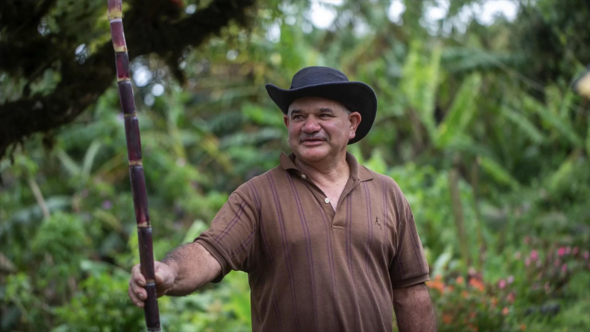 Agriculteur et canne à sucre