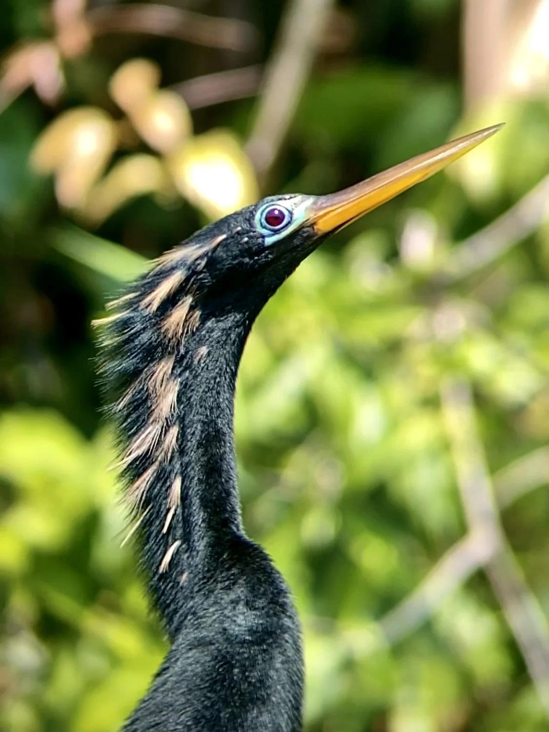 Gros plan oiseau anhinga
