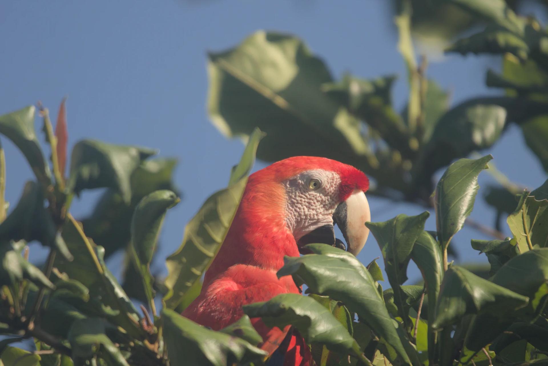 Ara rouge dans un arbre