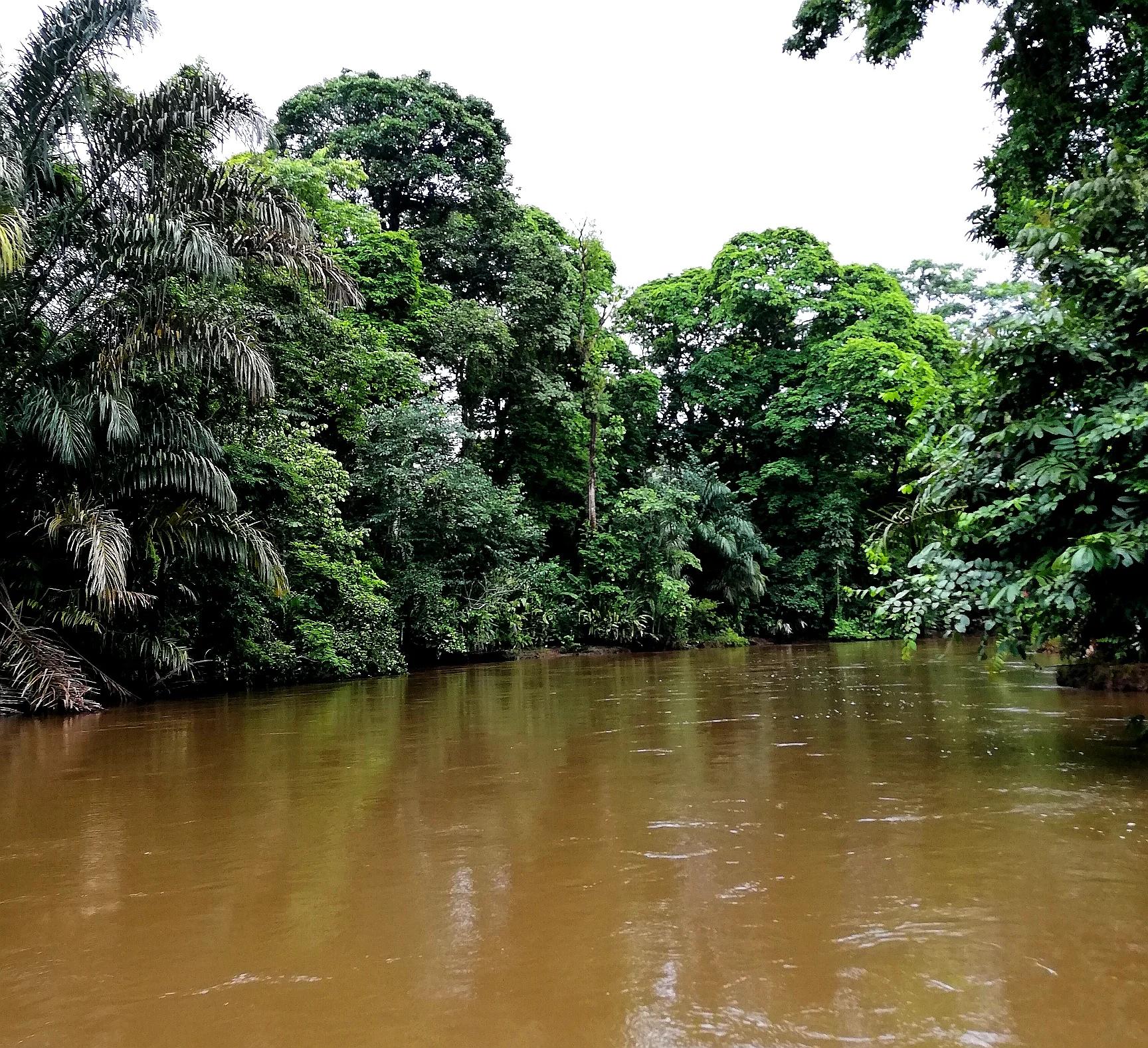 Canal de tortuguero