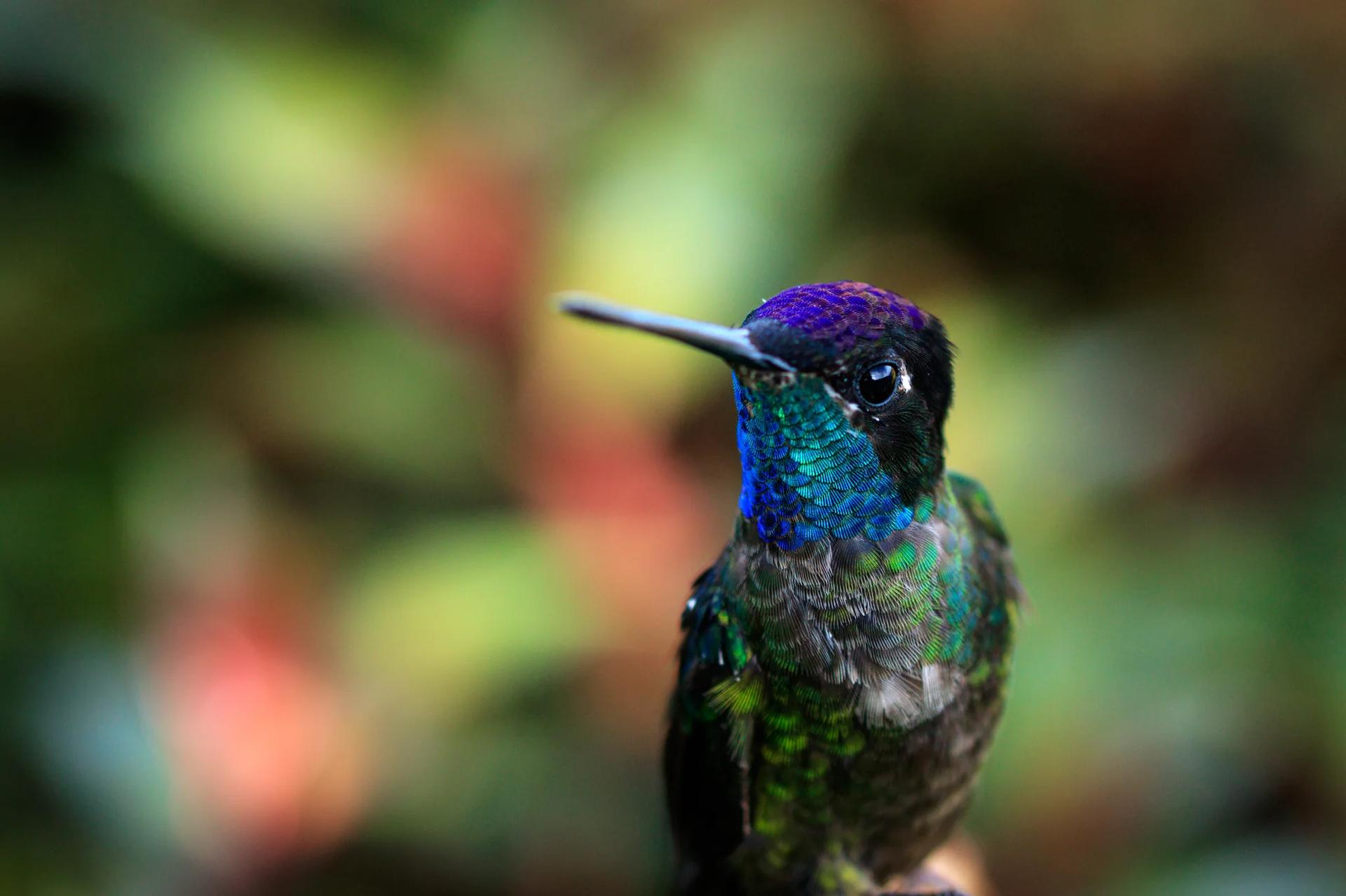Photo en gros plan d'un colibri de Talamanca mettant en valeur les camaïeux bleu, vert et violet de ses belles plumes