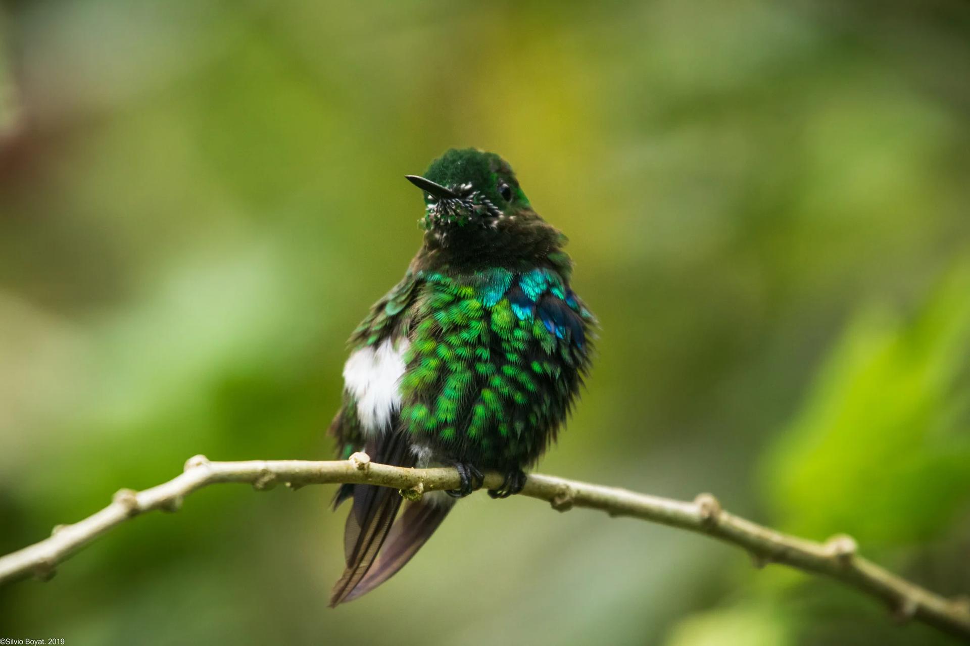 Zoom sur un colibri de Talamanca perché sur une branche