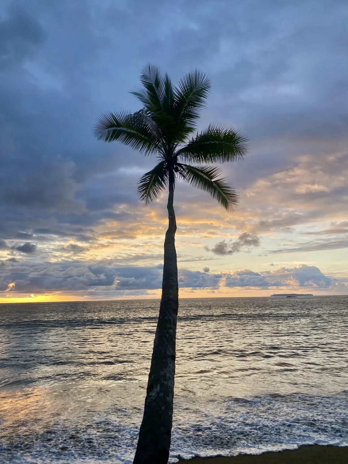 Coucher de soleil et palmier