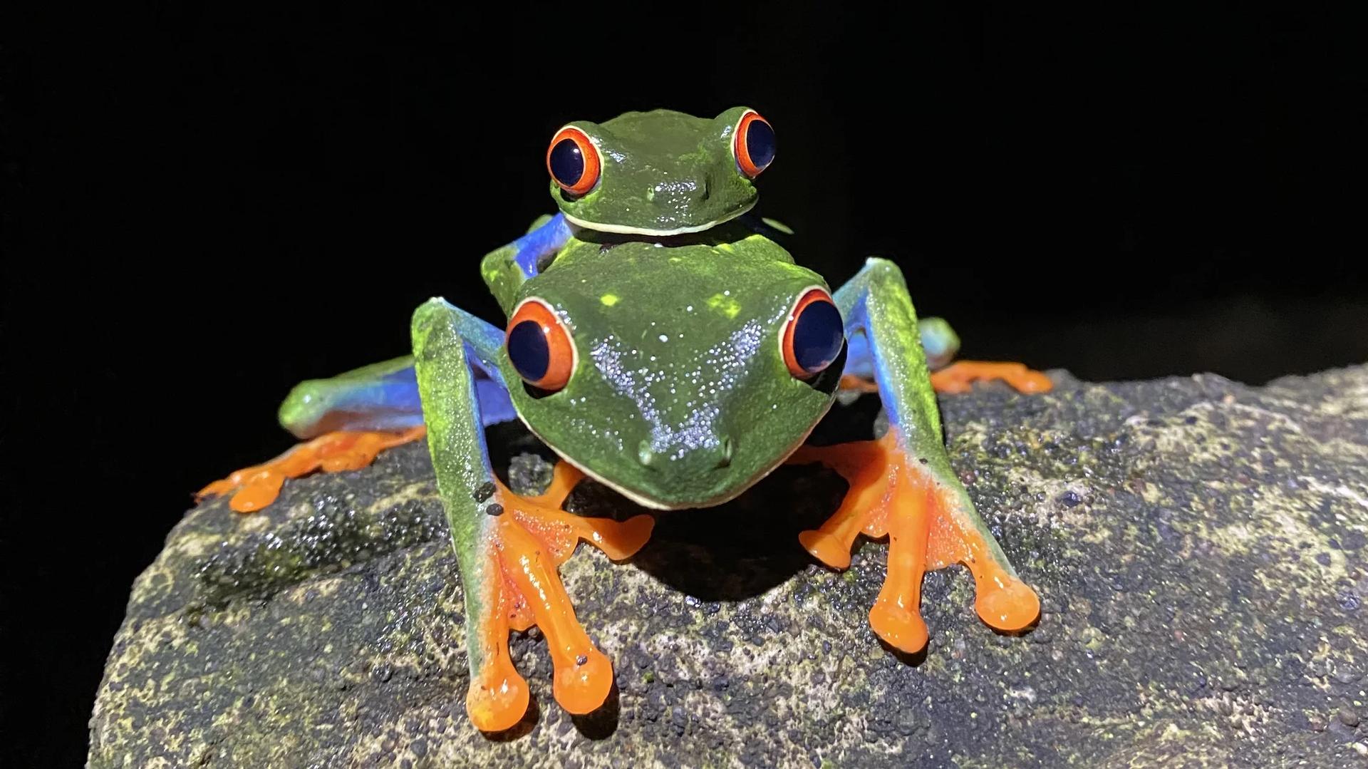deux grenouilles rainettes aux yeux rouges ou Agalychnis callidryas, l'une des espèces emblématiques du Costa Rica