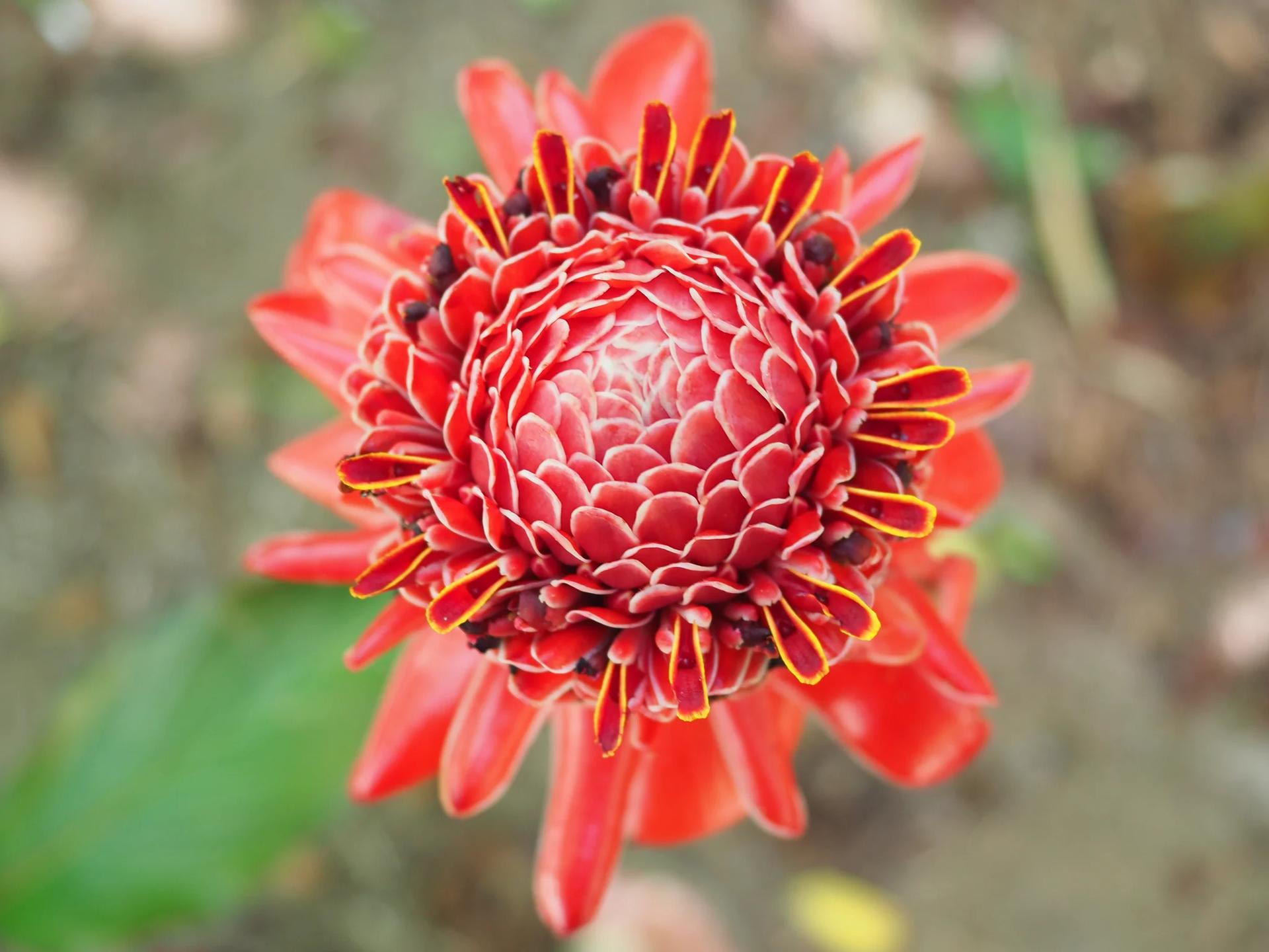 Fleur tropicale rose de porcelaine