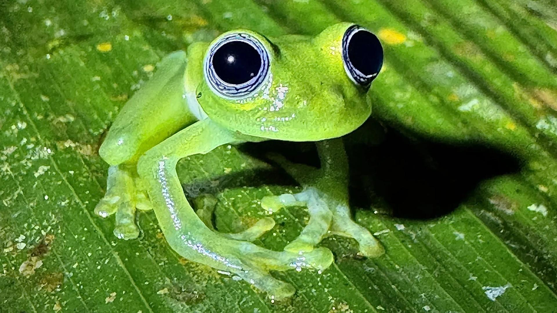 Grenouille de verre (Sachatamia ilex) et son ombre sur une feuille avec les yeux ouverts