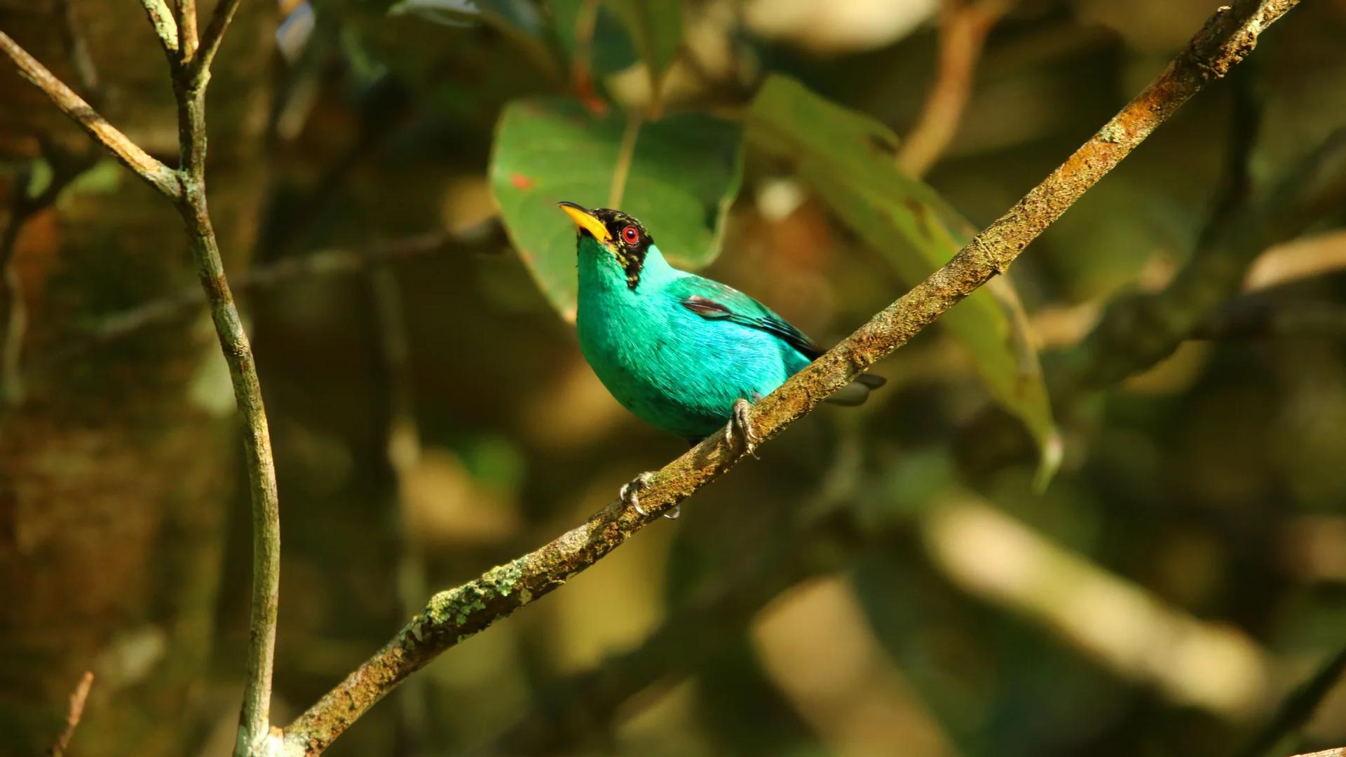 Oiseau Guit-guit émeraude ou Tangara émeraude (Chlorophanes spiza) perché sur une branche