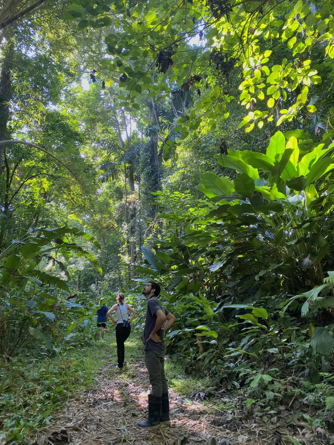 Personne observant des animaux en forêt tropicale
