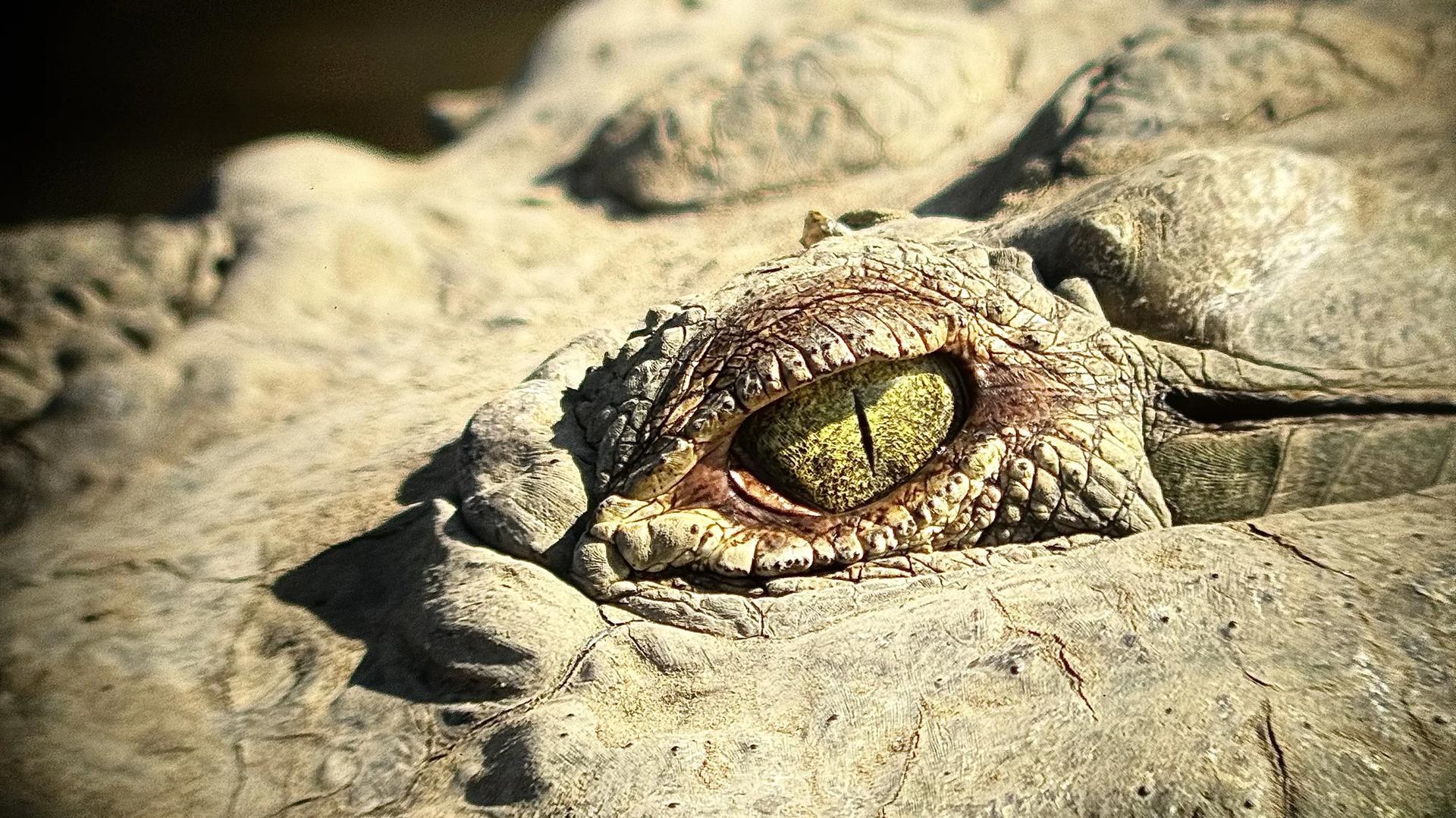 Zoom sur l'oeil d'un crocodile