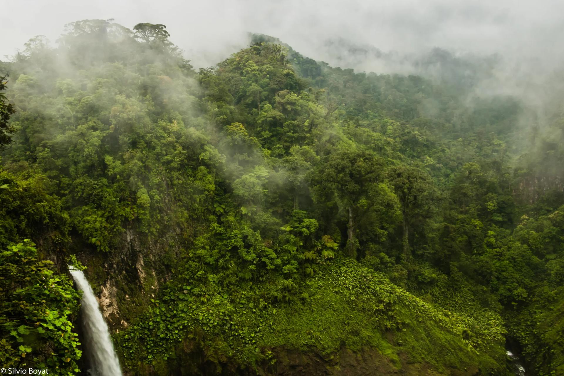 Forêt nuageuse et cascade naturelle du Parc National Juan Castro Blanco