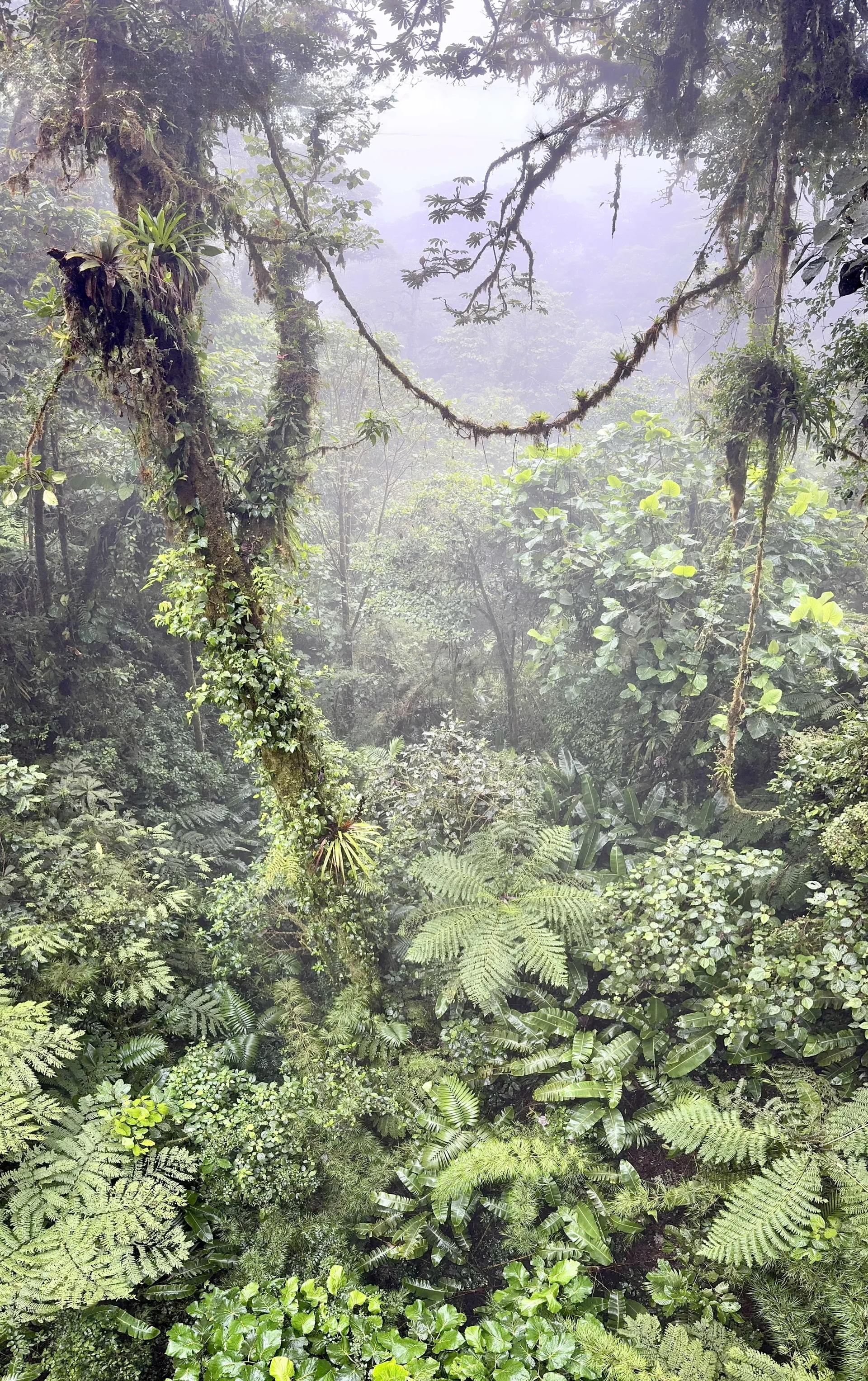 Au coeur de la foret tropicale humide avec liane et végétation luxuriante