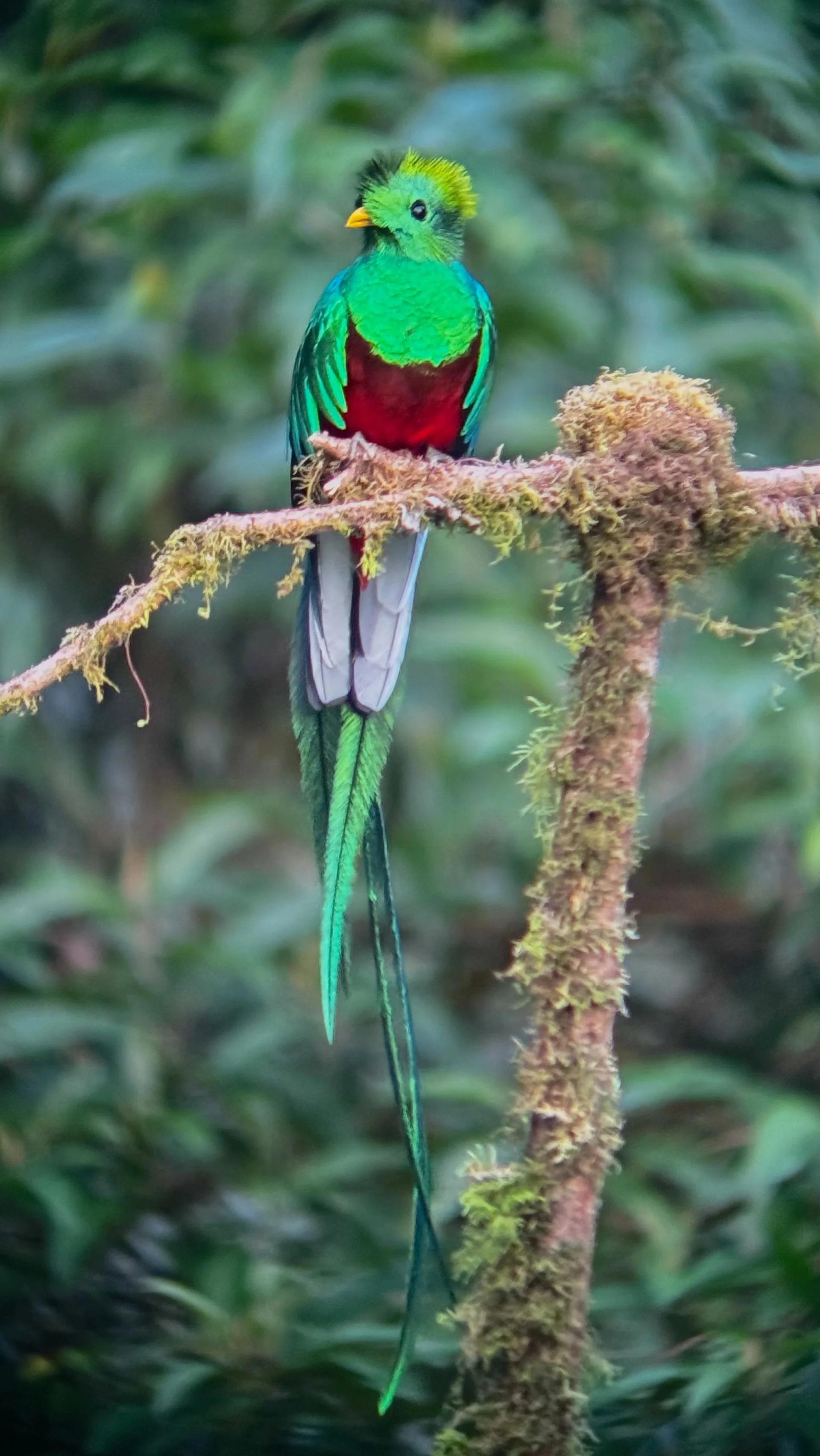 Quetzal resplendissant perché sur une branche