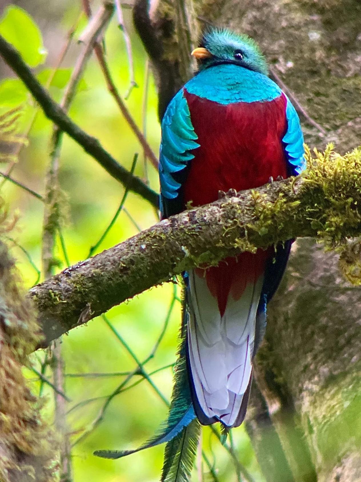 Quetzal resplendissant
