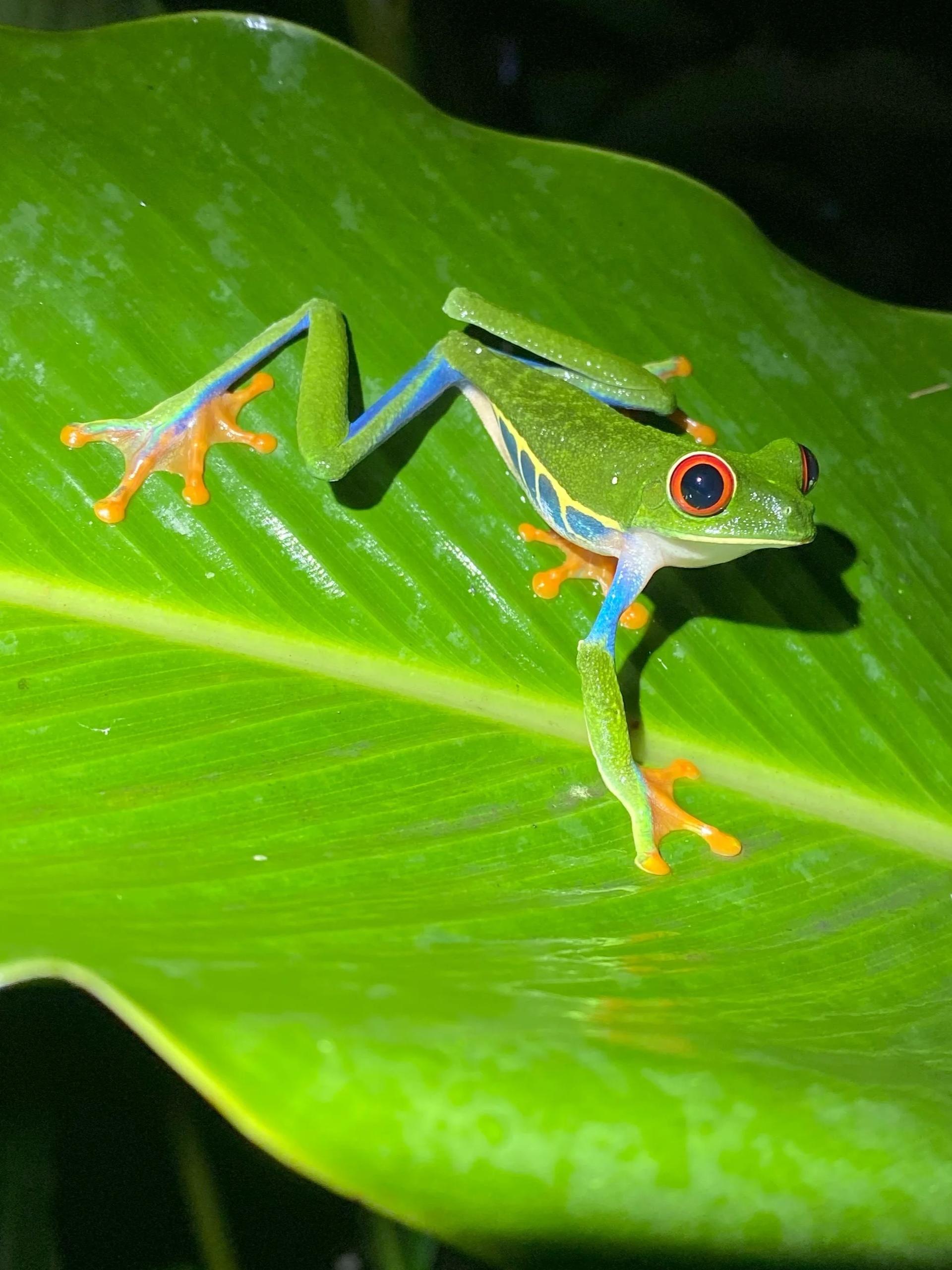 Grenouille rainette aux yeux rouges ou Agalychnis callidryas, l'une des espèces emblématiques du Costa Rica