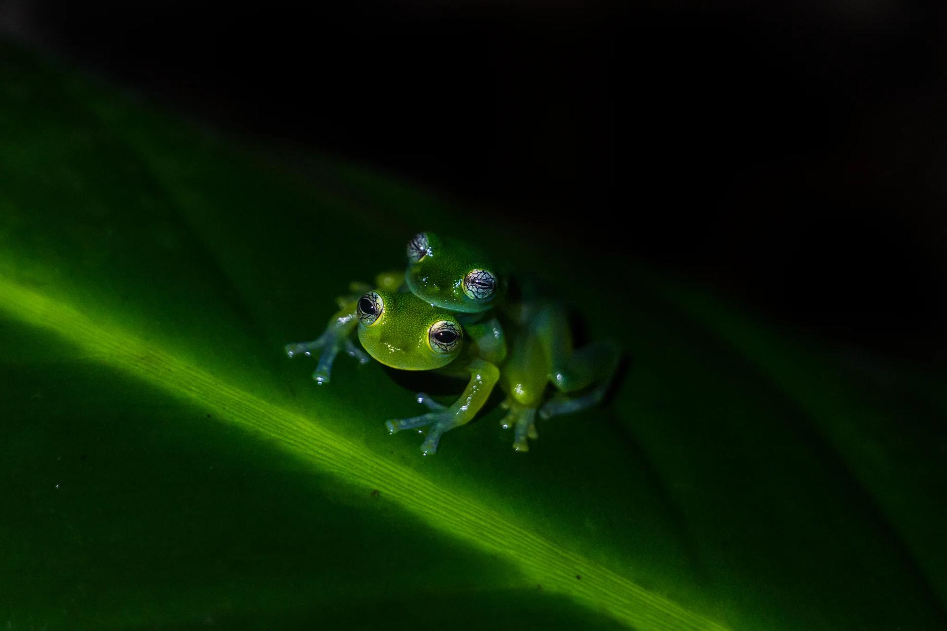 Deux Grenouilles de verre (Sachatamia ilex) se reposent sur une feuille. Leur aspect translucide leur apporte discretion et donc protection. Elles vivent dans les forêts tropicales humides d'Amérique centrale.