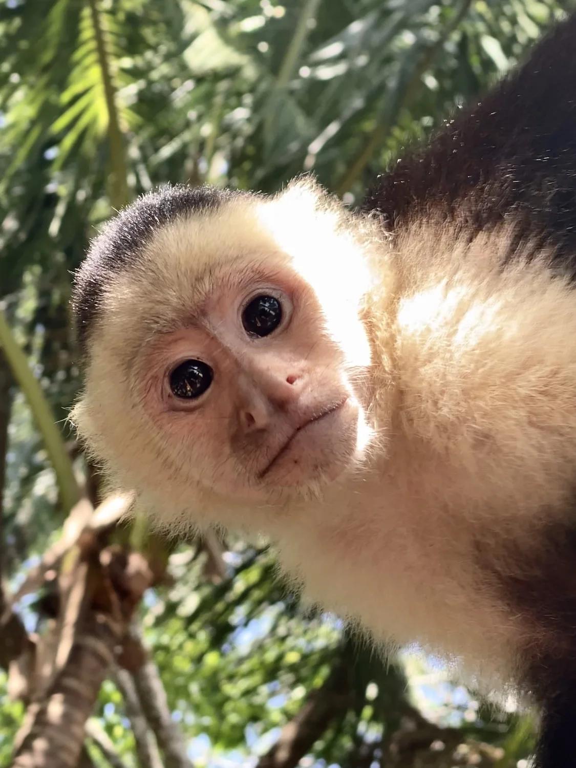 Singe capucin regardant l'objectif