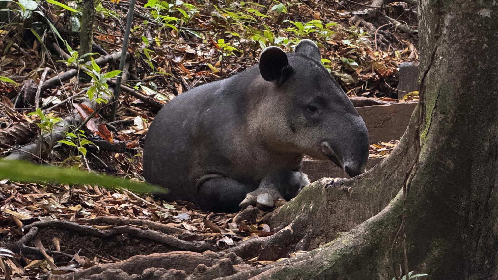 Tapir se reposant au pieds d'un arbre dans le parc national Corcovado