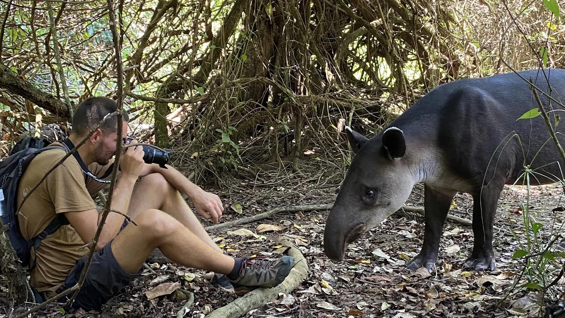 Tapir dans le parc national Corcovado
