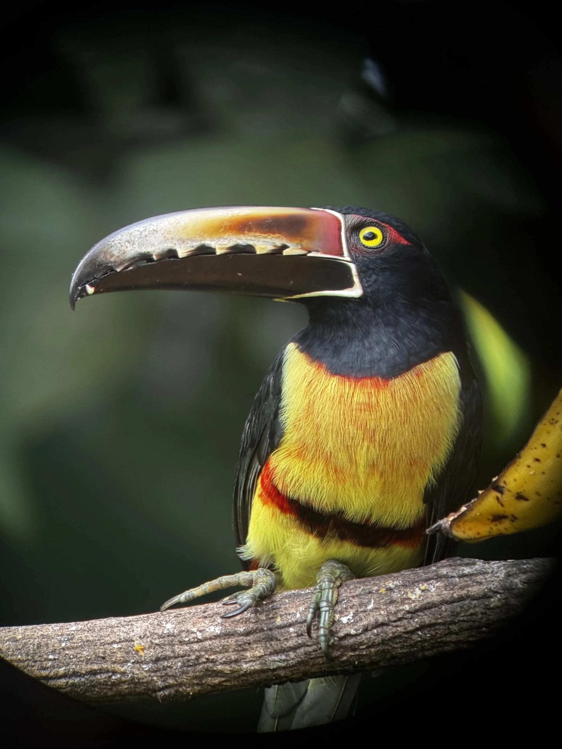 Toucan aux couleurs tropicales observé depuis un télescope et perché sur une branche