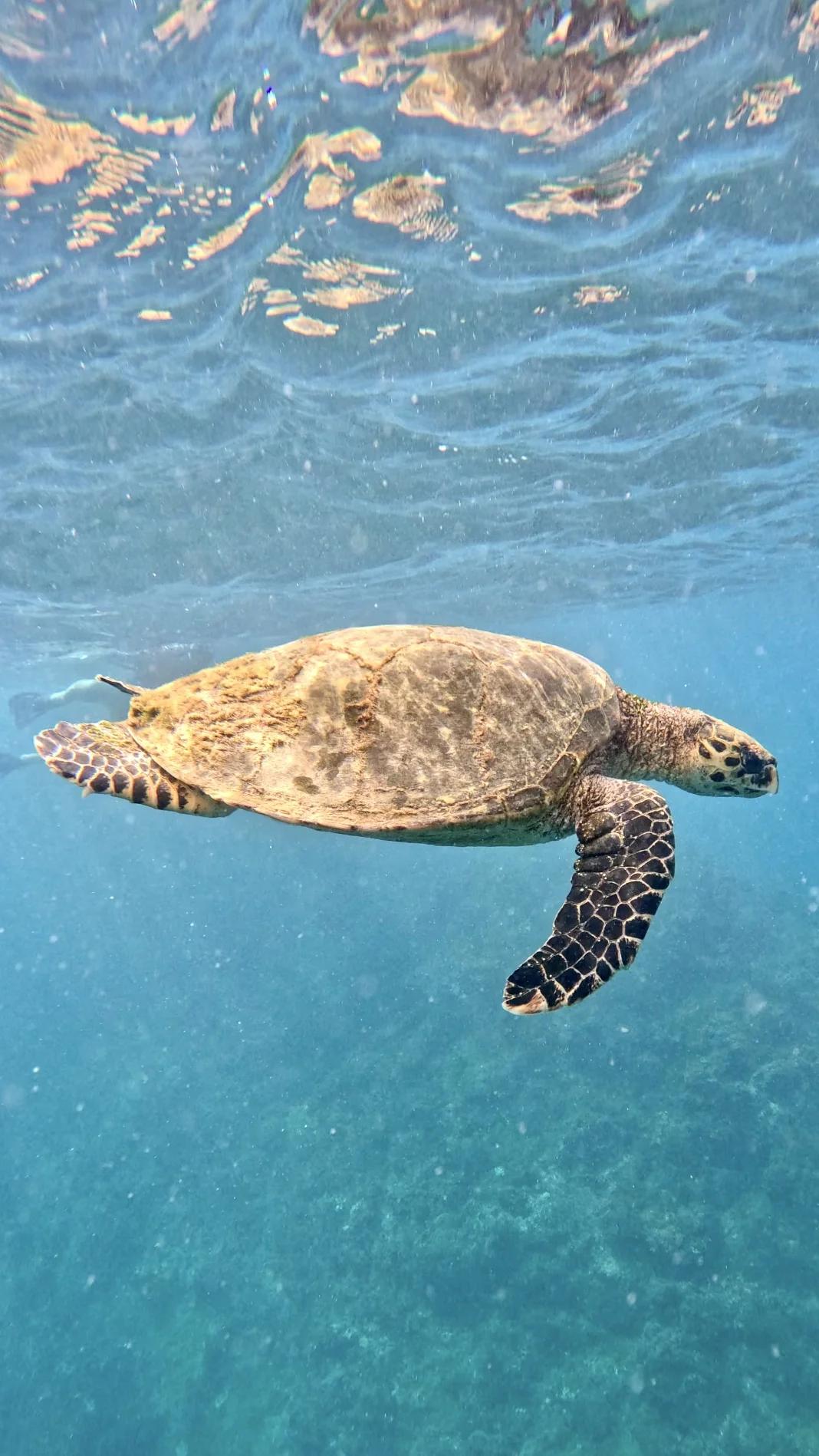 Tortue marine dans l'eau