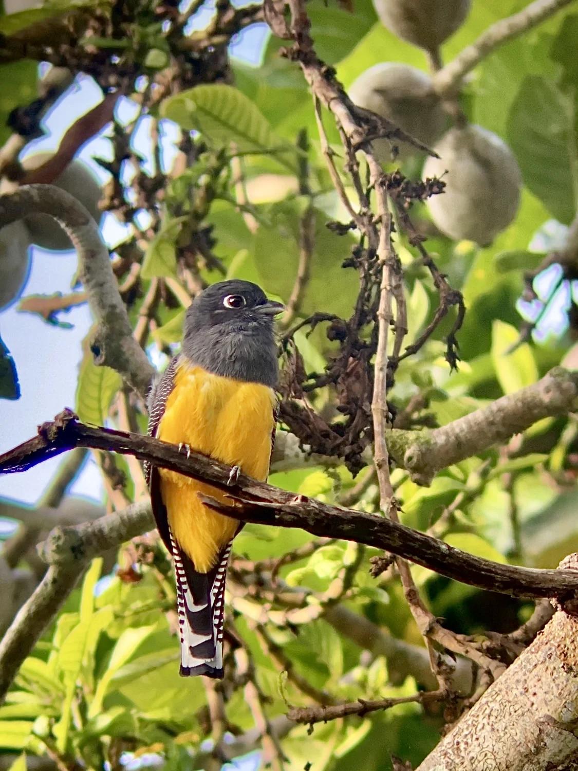 Oiseau Trogon perché sur une branche