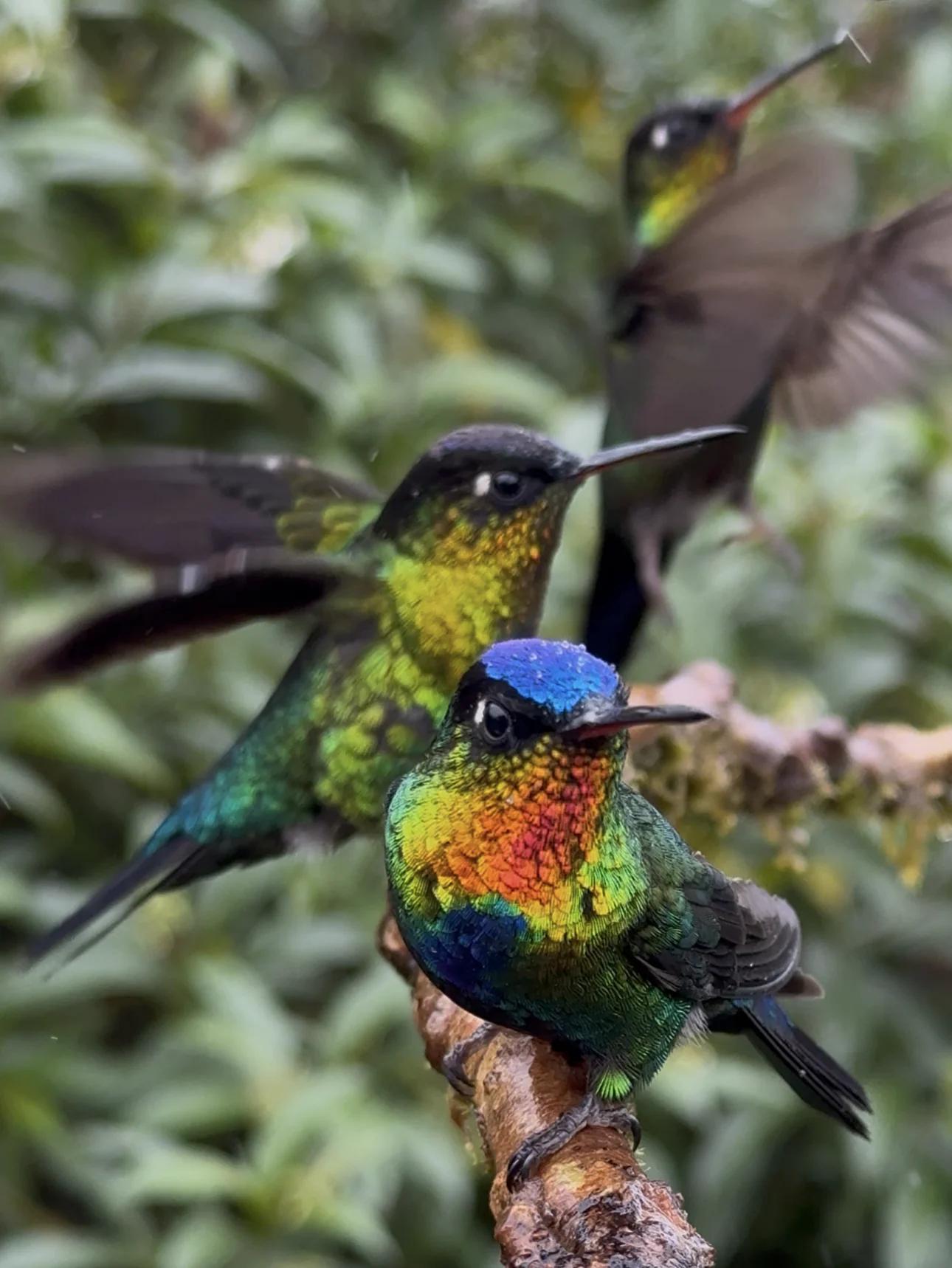 Trois colibris perchés sur une branche