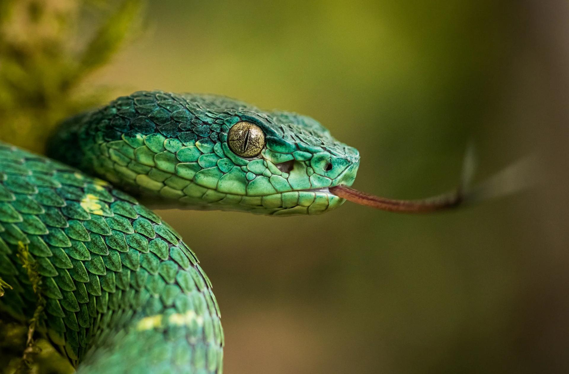 Gros plan sur la tête d'une vipère des palmiers (Bothriechis lateralis) caractérisée par sa couleur vert émeraude